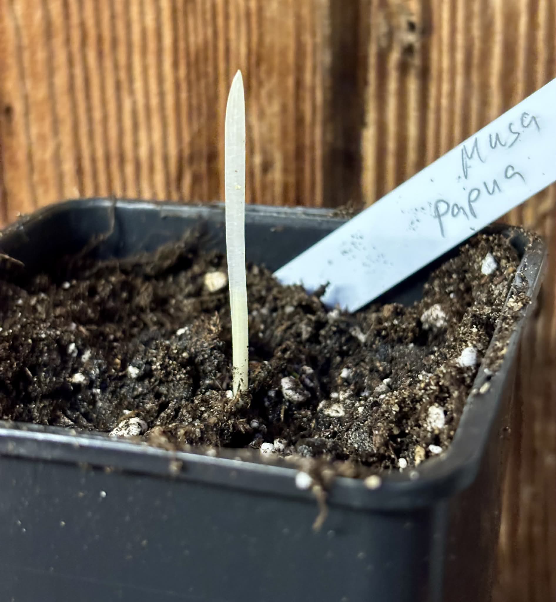 variegated - Musa acuminata Papua - 1 small potted seedling / 1 kleiner, getopfter Sämling