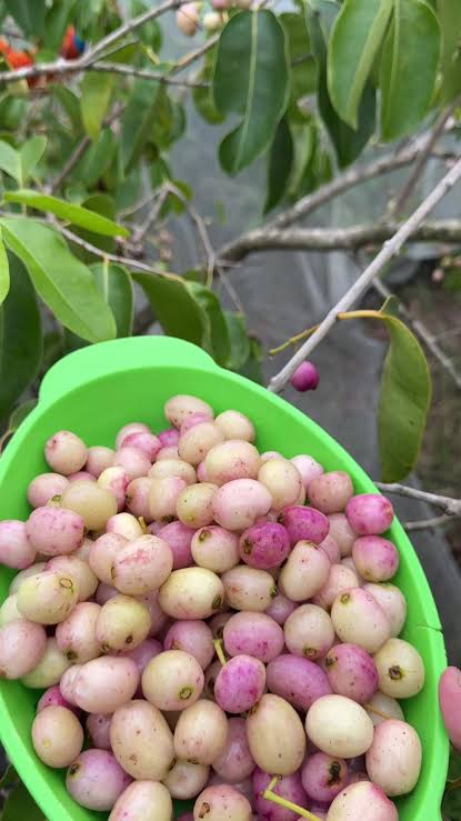 Syzygium cumini var. alba  (White Jambolan) - 1 germinated seed / 1 gekeimter Samen