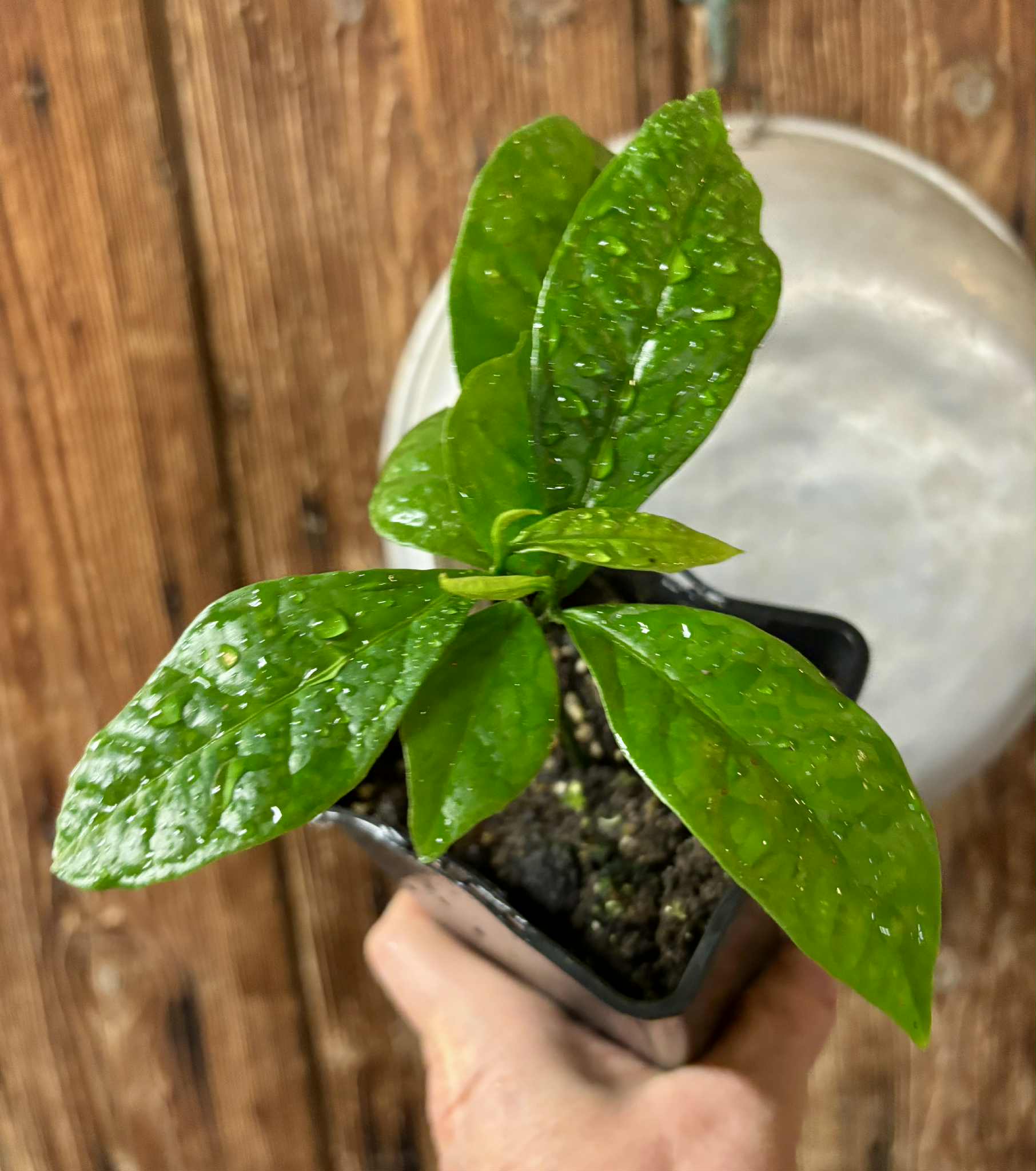 Cymbopetalum brasiliensis - 1 potted seedling / 1 getopfter Sämling