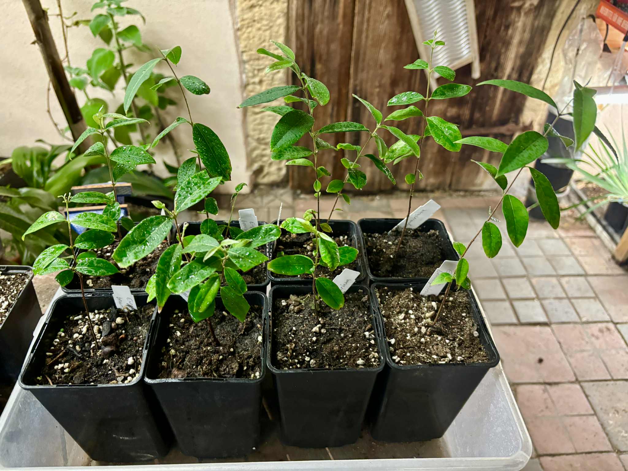 Uvaia do Visconde (Eugenia beaurepairiana) - potted seedling / 1 getopfter Sämling