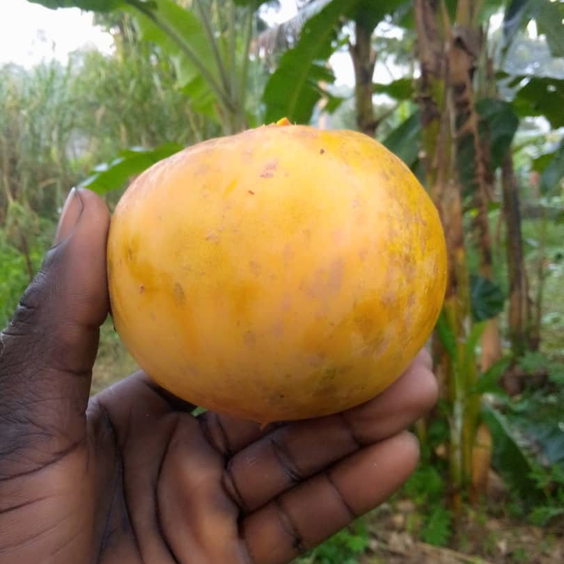 Ross Sapote (Pouteria sp) - 1 germinated seed / 1 gekeimter Samen