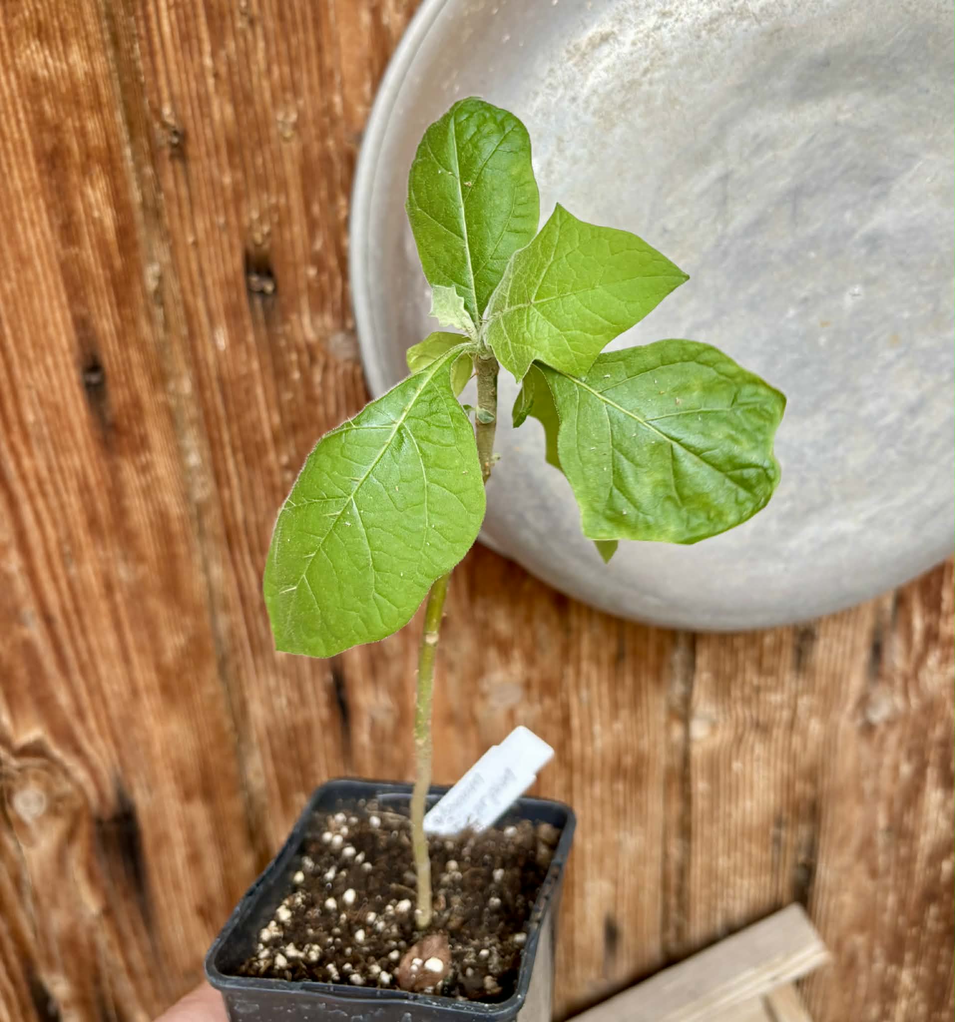 Juã-Açu - Solanum oocarpum - 1 potted plant / 1 getopfte Pflanze