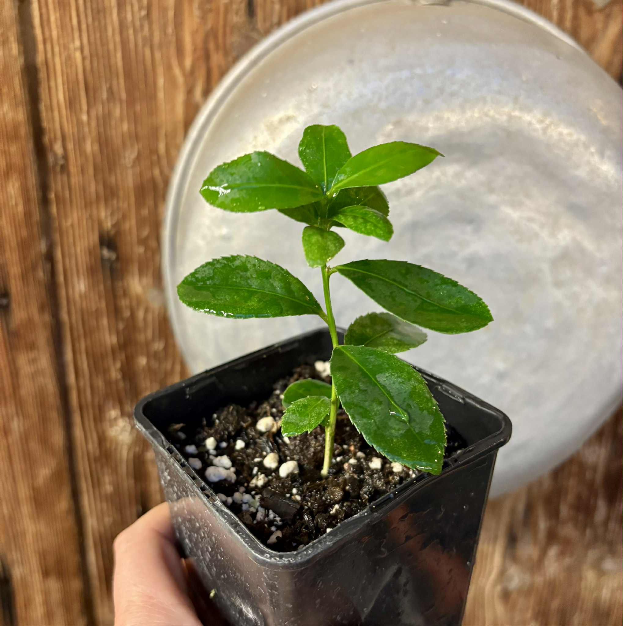 last seedling - Siphonodon celastrineus  - 1 potted plant / 1 getopfte Pflanze