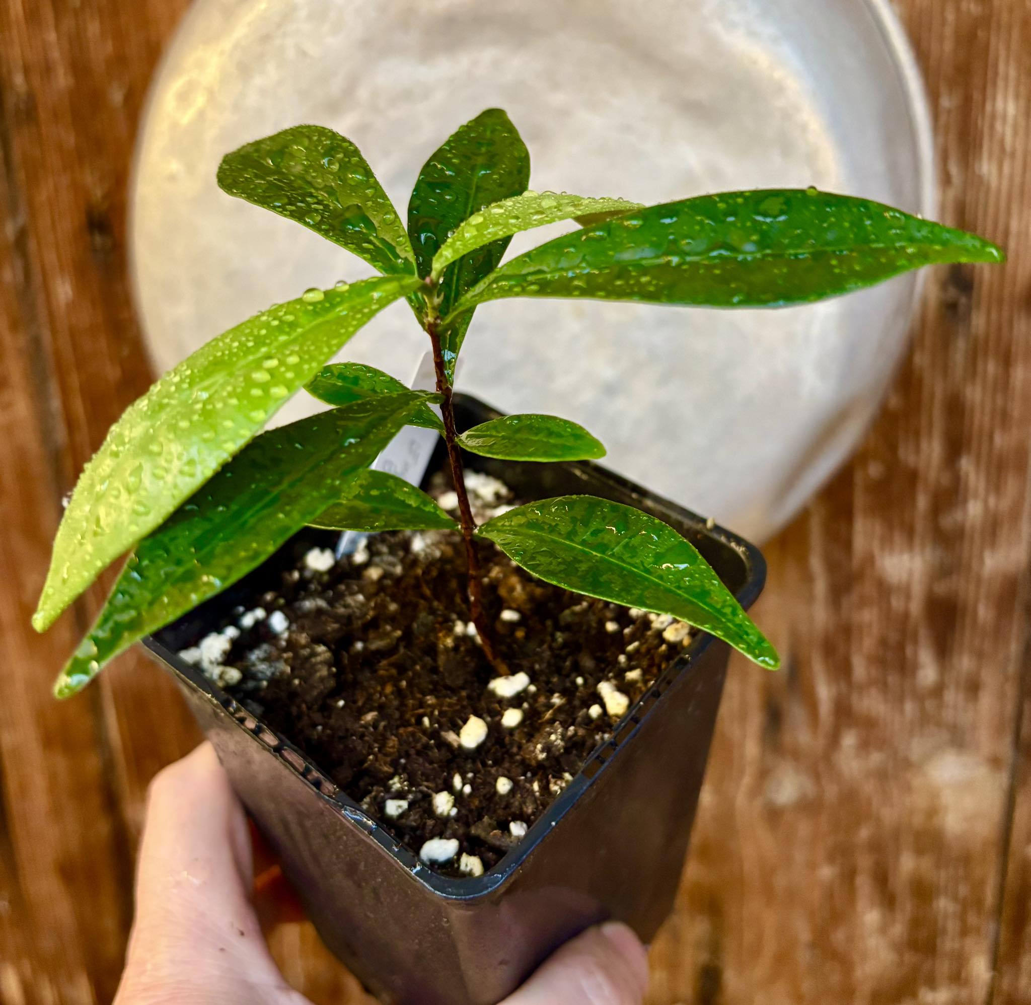 Eugenia sp Batinga Verdadeira -  1 potted plant / 1 getopfte Pflanze