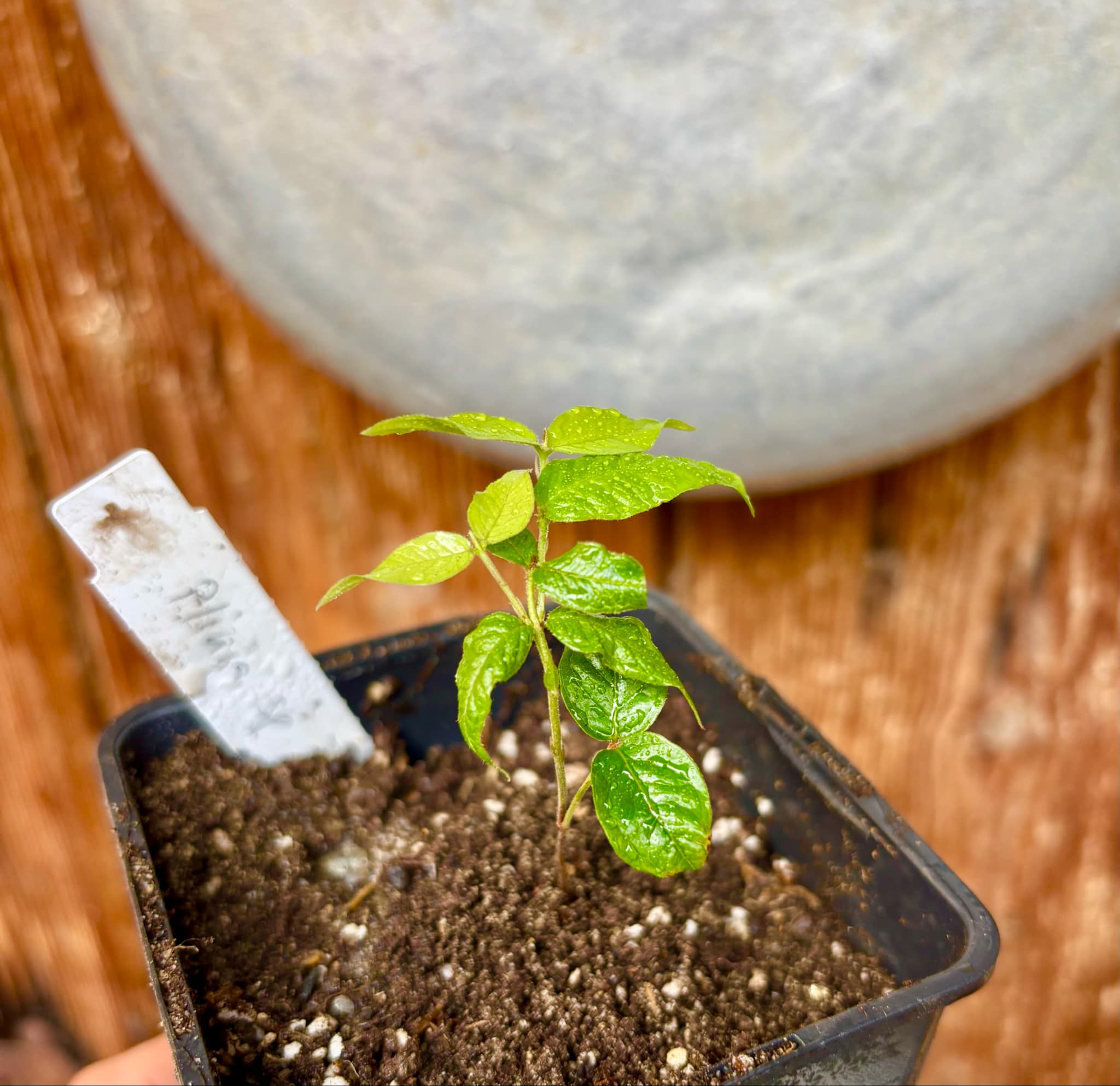Jaboticaba - Plinia sp T13 - Phitrantha Pink Rosa x unknown Plinia - 1 small potted plant / 1 kleine getopfte Pflanze