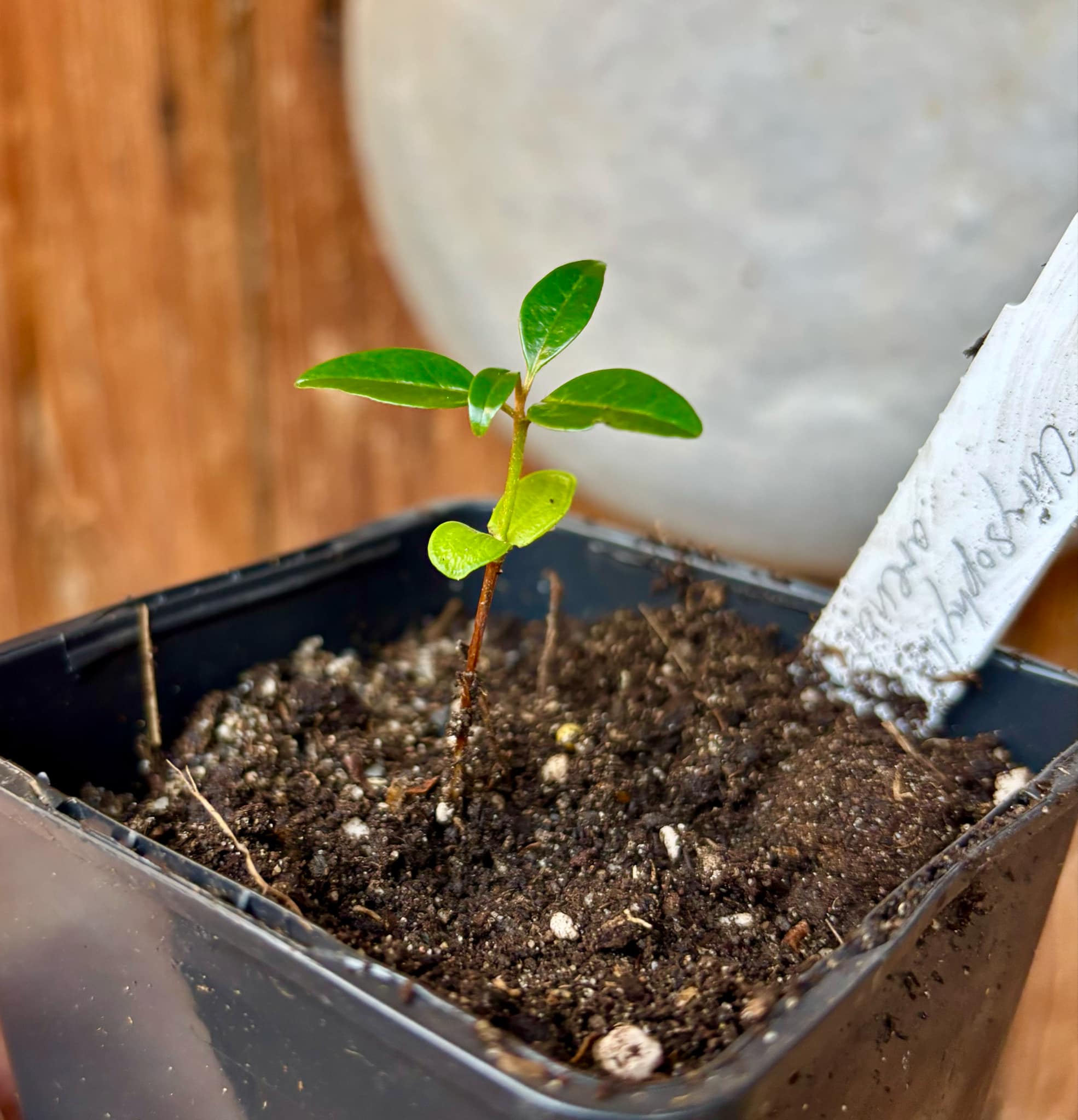 Chrysophyllum arenarium - Ameixa do Nordeste - 1 small potted plant / 1 kleine, getopfte Pflanze
