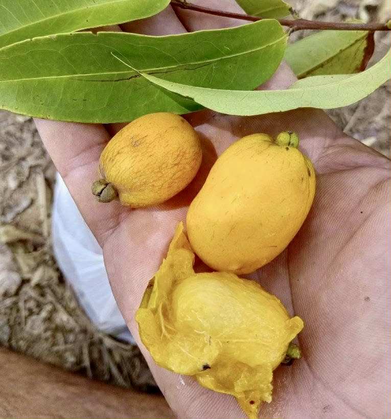 Eugenia sp amarela de Rondonia - 1 fresh seed / 1 frischer Samen