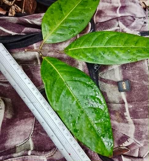 Pre Order - Eugenia sp Monitora -  1 fresh seed / 1 frischer Samen