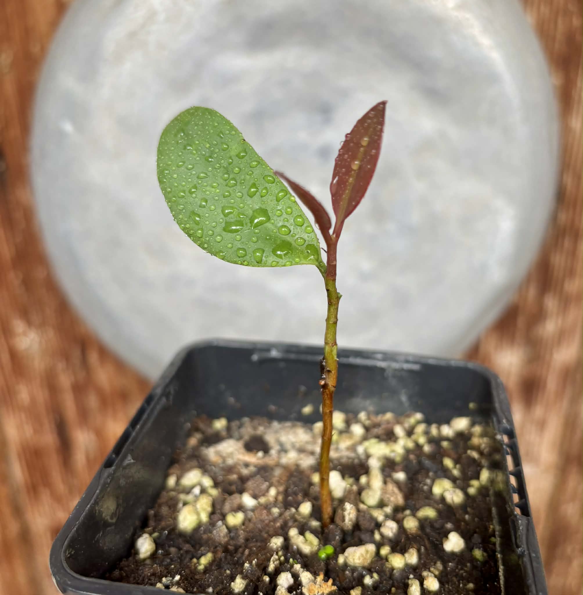 Eugenia sp Unana -  1 potted seedling / 1 getopfter Sämling