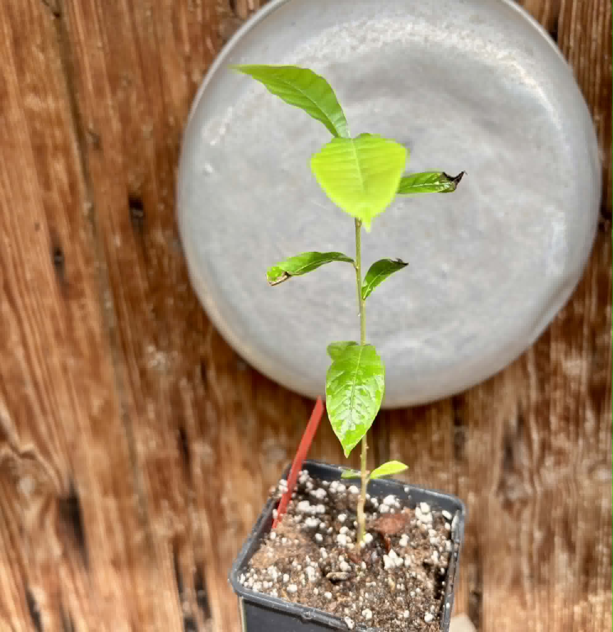 Pradosia sp Rondonia - 1 potted seedling / 1 getopfter Sämling