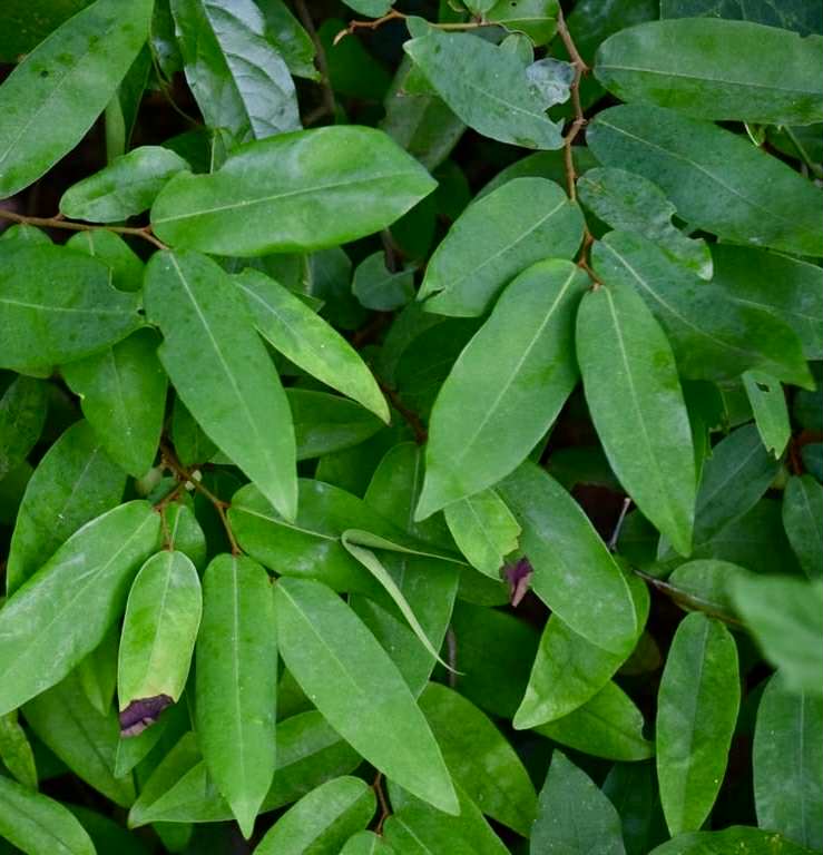 Uvaria siamensis -  1 potted plant / 1 getopfte Pflanze