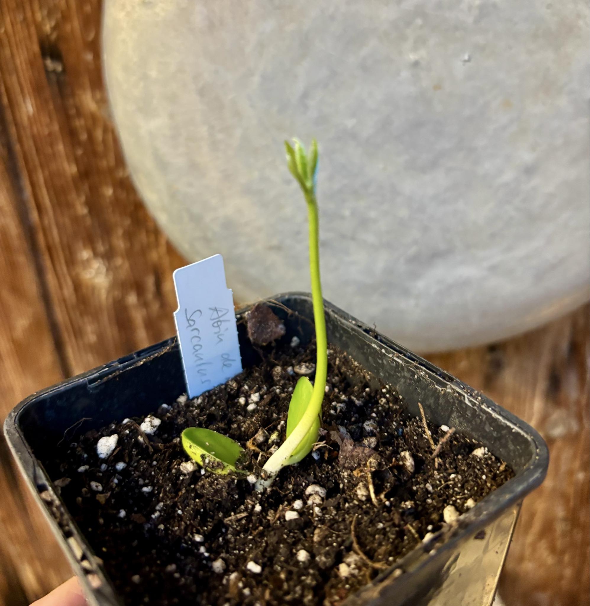 Abiu de Leite (Sarcaulus sp) - 1 small potted seedling / 1 kleiner, getopfter Sämling