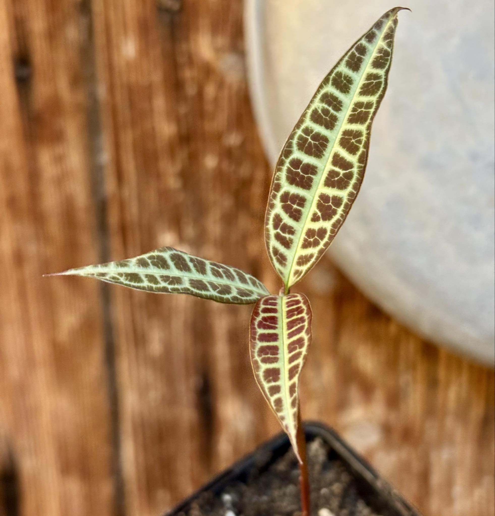 Eugenia sp Labisia -  1 potted seedling / 1 getopfter Sämling
