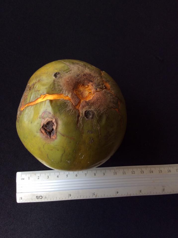 Pouteria aff. macrocarpa - 1 fresh seed / 1 frischer Samen