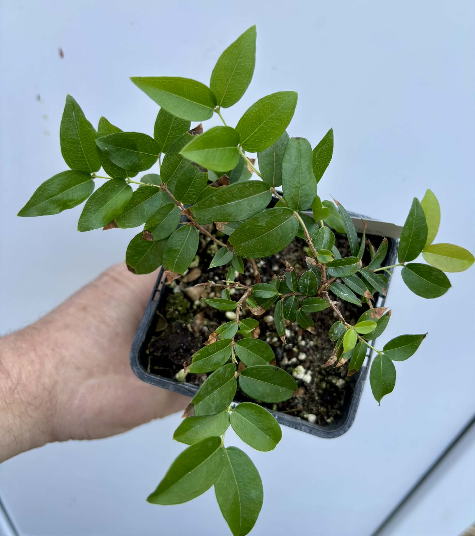 Jaboticaba - Plinia sp Canelinha Polpa rosea - 1 potted seedling / 1 getopfter Sämling