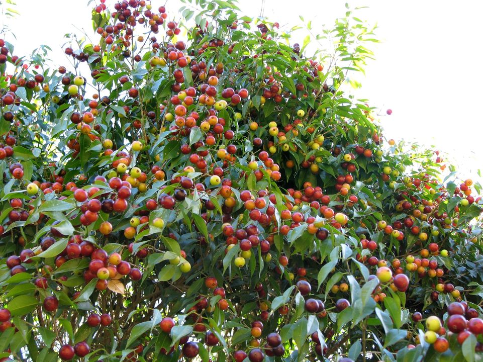 over 2 years old - Plinia rivularis - 1 potted plant / 1 getopfte Pflanze