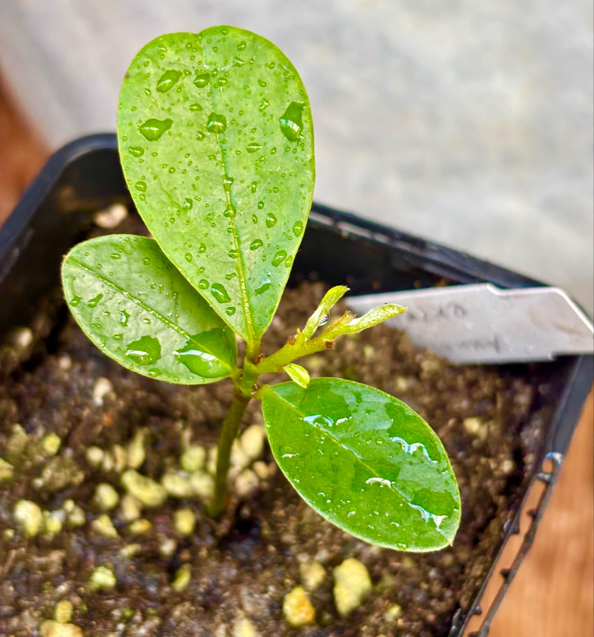 Annona aff excellens - 1 potted seedling / 1 getopfter Sämling