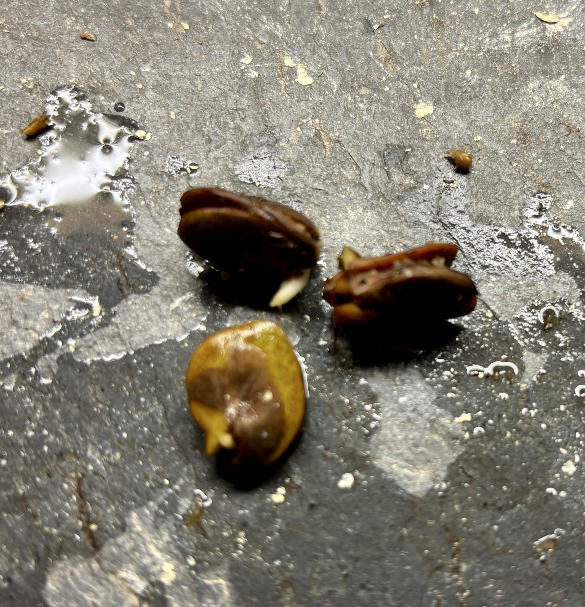 Inga aff. Pedunculata  - 1 germinated seed / 1 gekeimter Samen