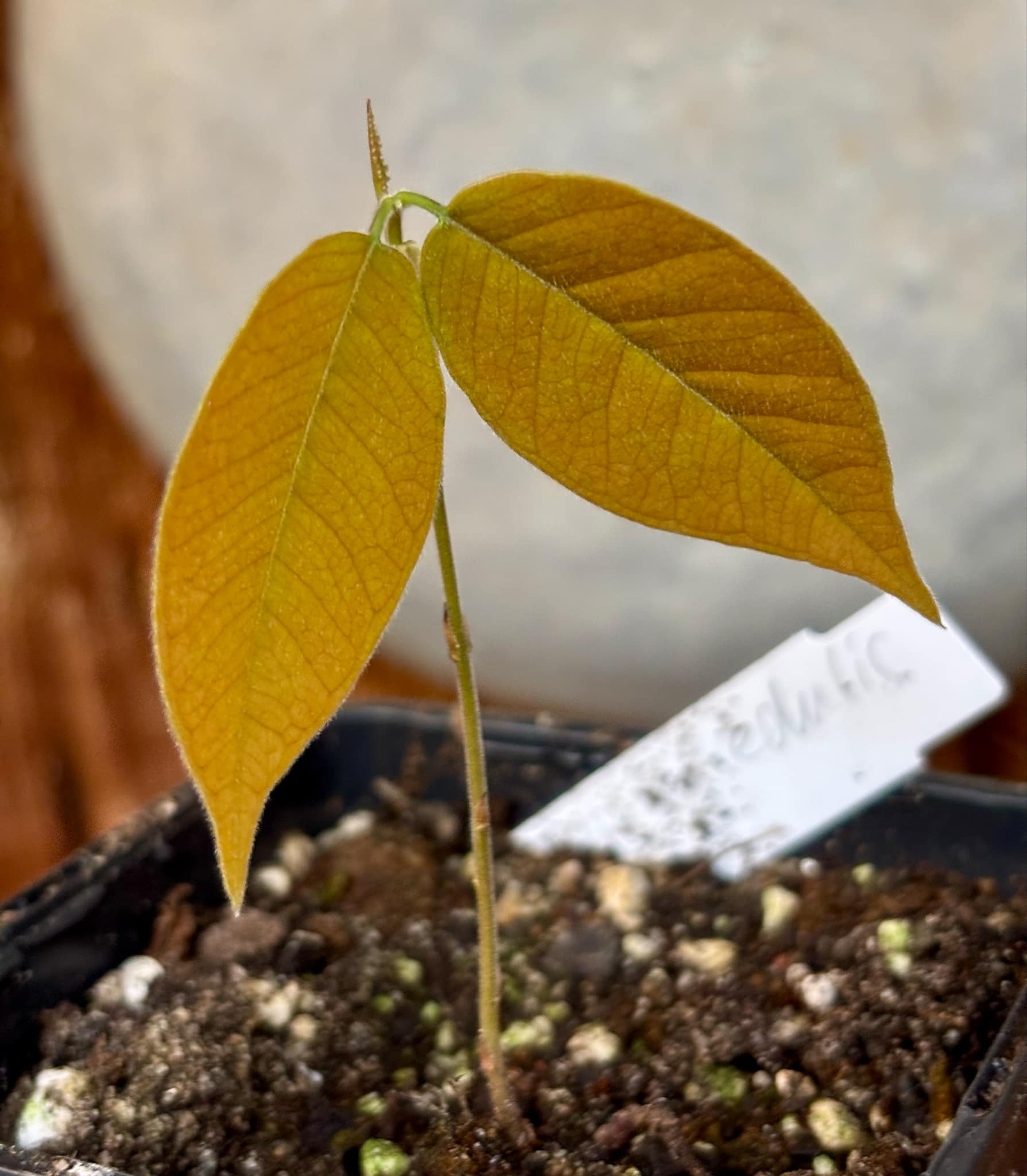 Plinia edulis - 1 small potted seedling / 1 kleiner, getopfter Sämling