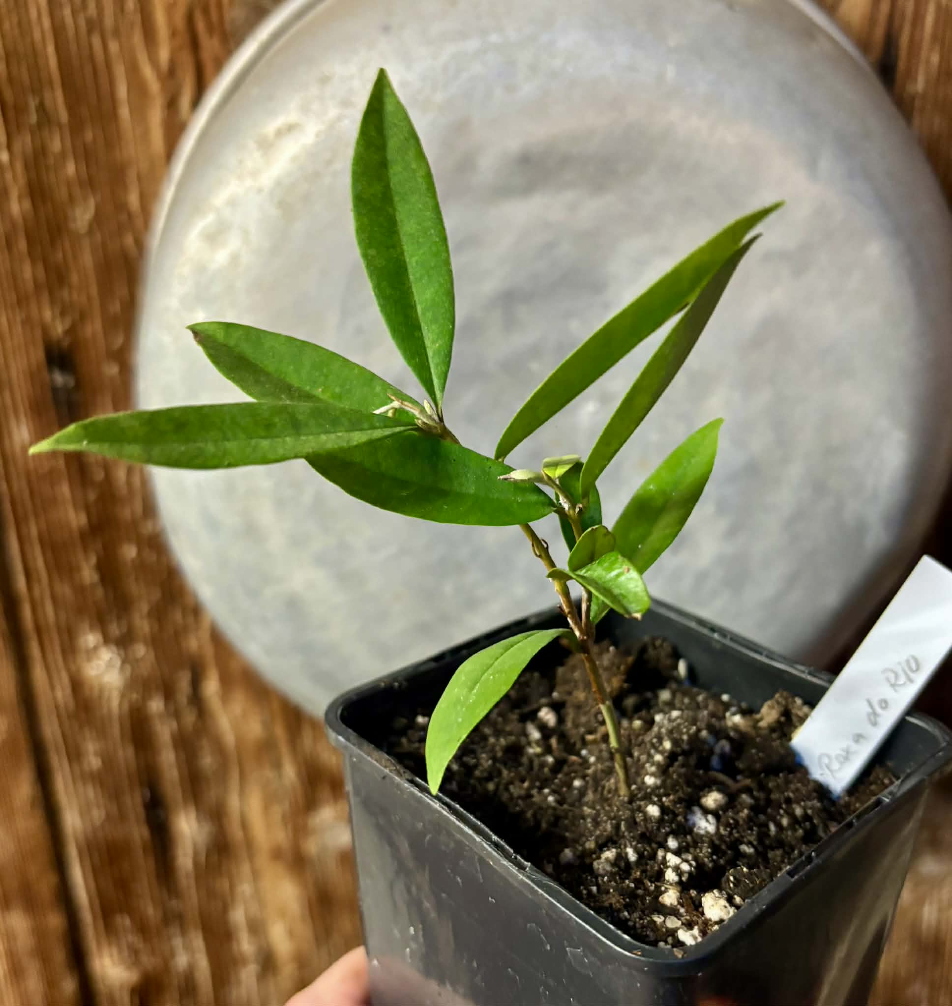 Eugenia sp Roxa do Rio - 1 potted seedling / 1 getopfter Sämling