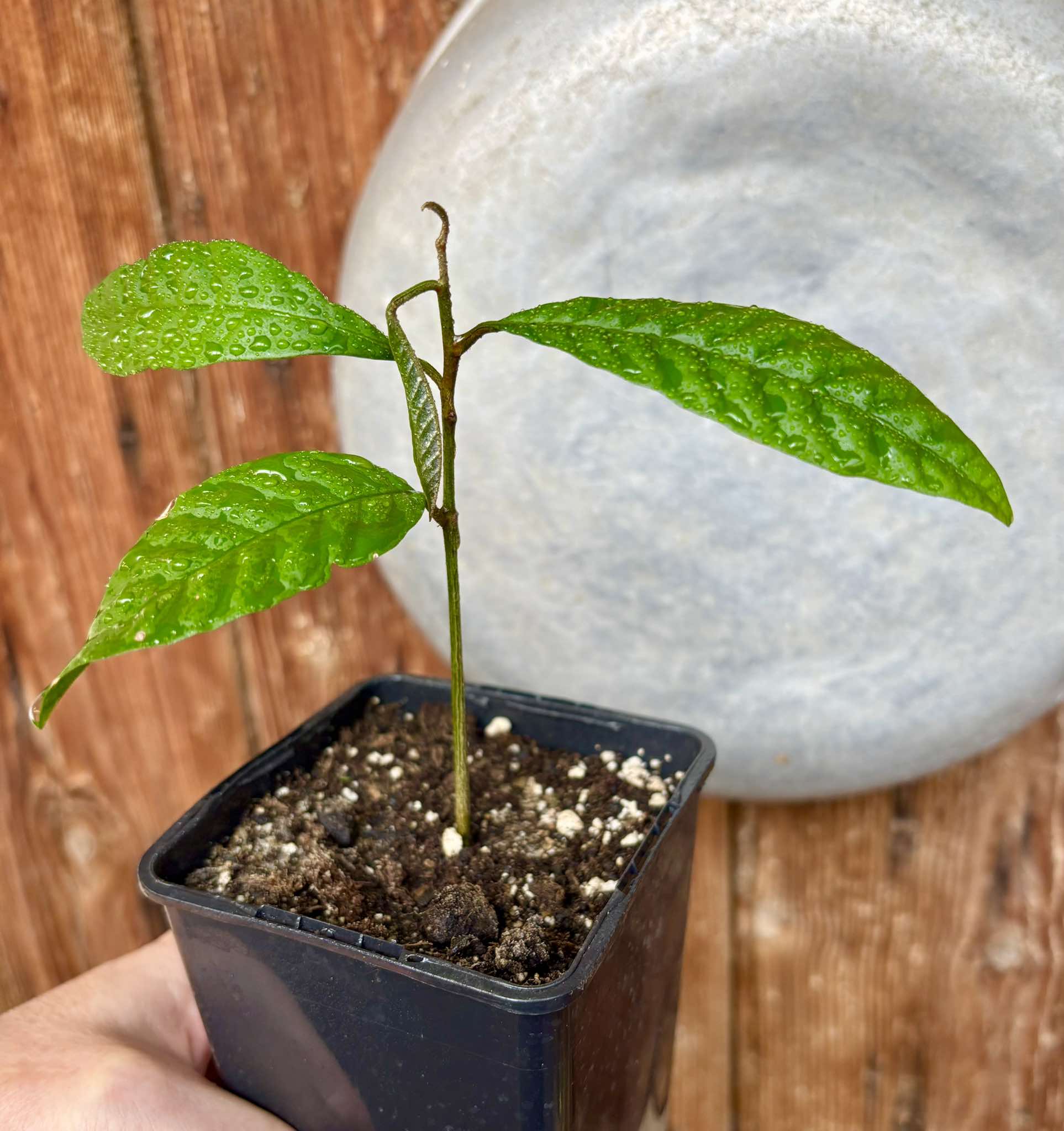 Aglaia korthalsii - 1 potted plant / 1 getopfte Pflanze