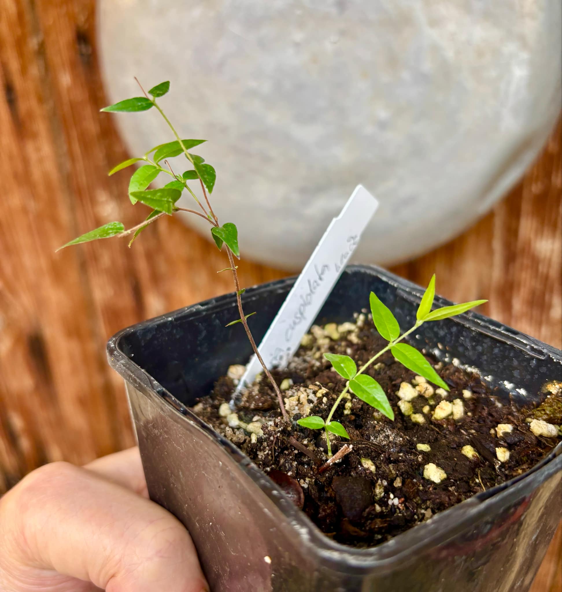 Myrciaria cuspidata BLACK - 1 small potted seedling / 1 kleiner, getopfter Sämling