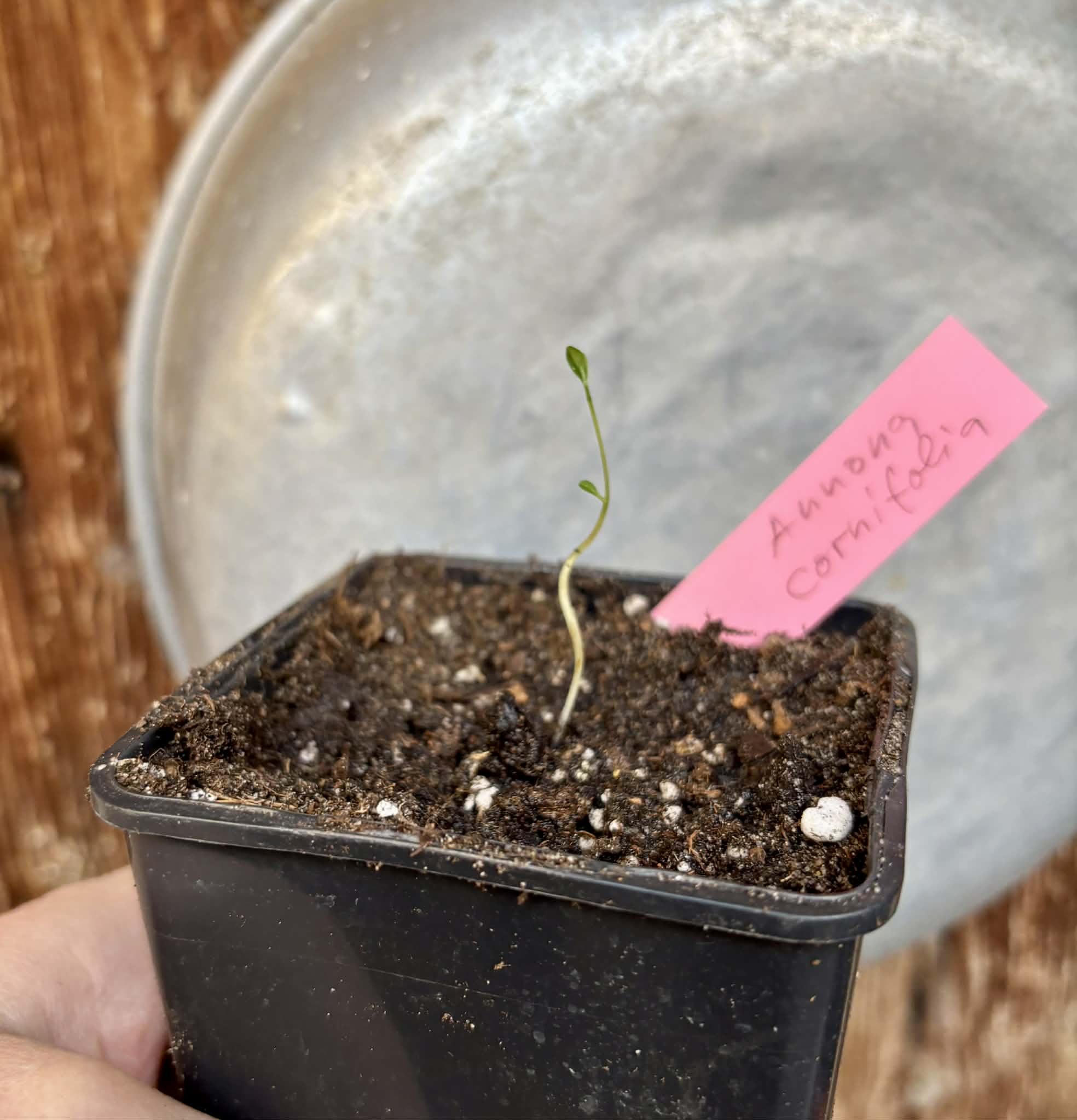 Annona cornifolia - Araticum de Raposa  - 1 potted seedling / 1 getopfter Sämling
