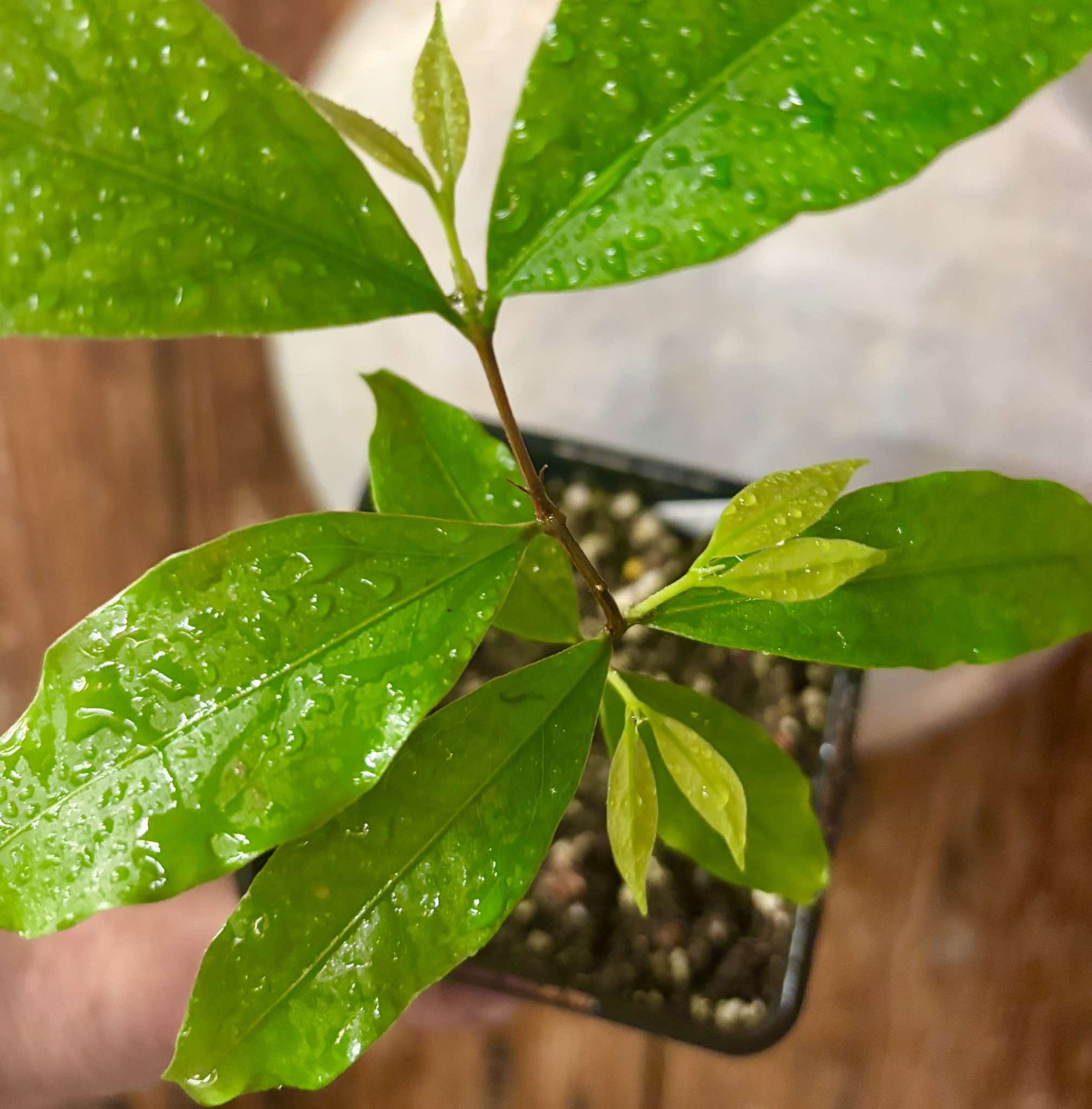 Ruby do Amazonas (Eugenia patrisii) Nr. 3 - 1 potted seedling / 1 getopfter Sämling Kopie