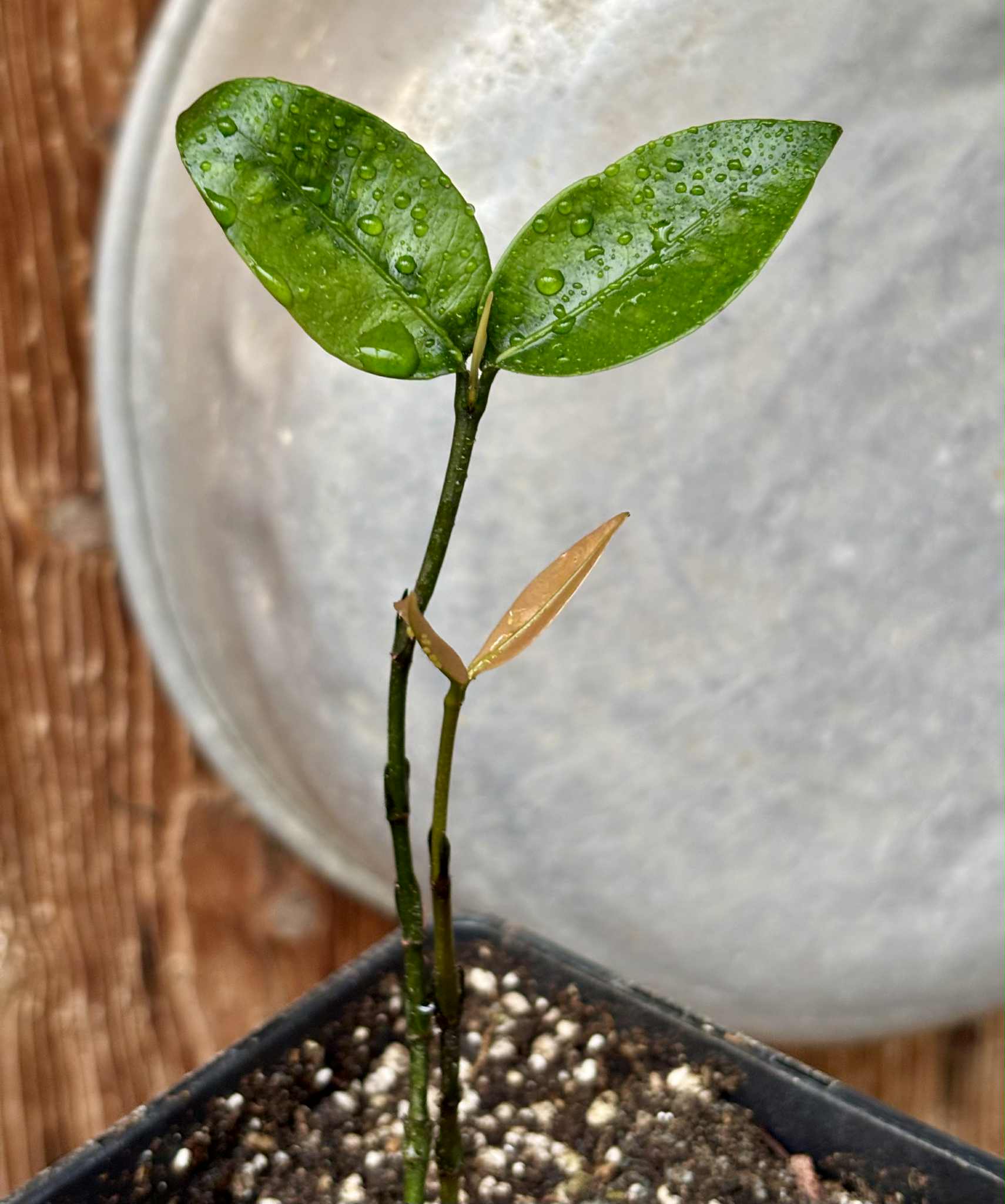 Garcinia  mangosteen - Mangosteen / Mangostane - 1 potted plant / 1 getopfte Pflanze 