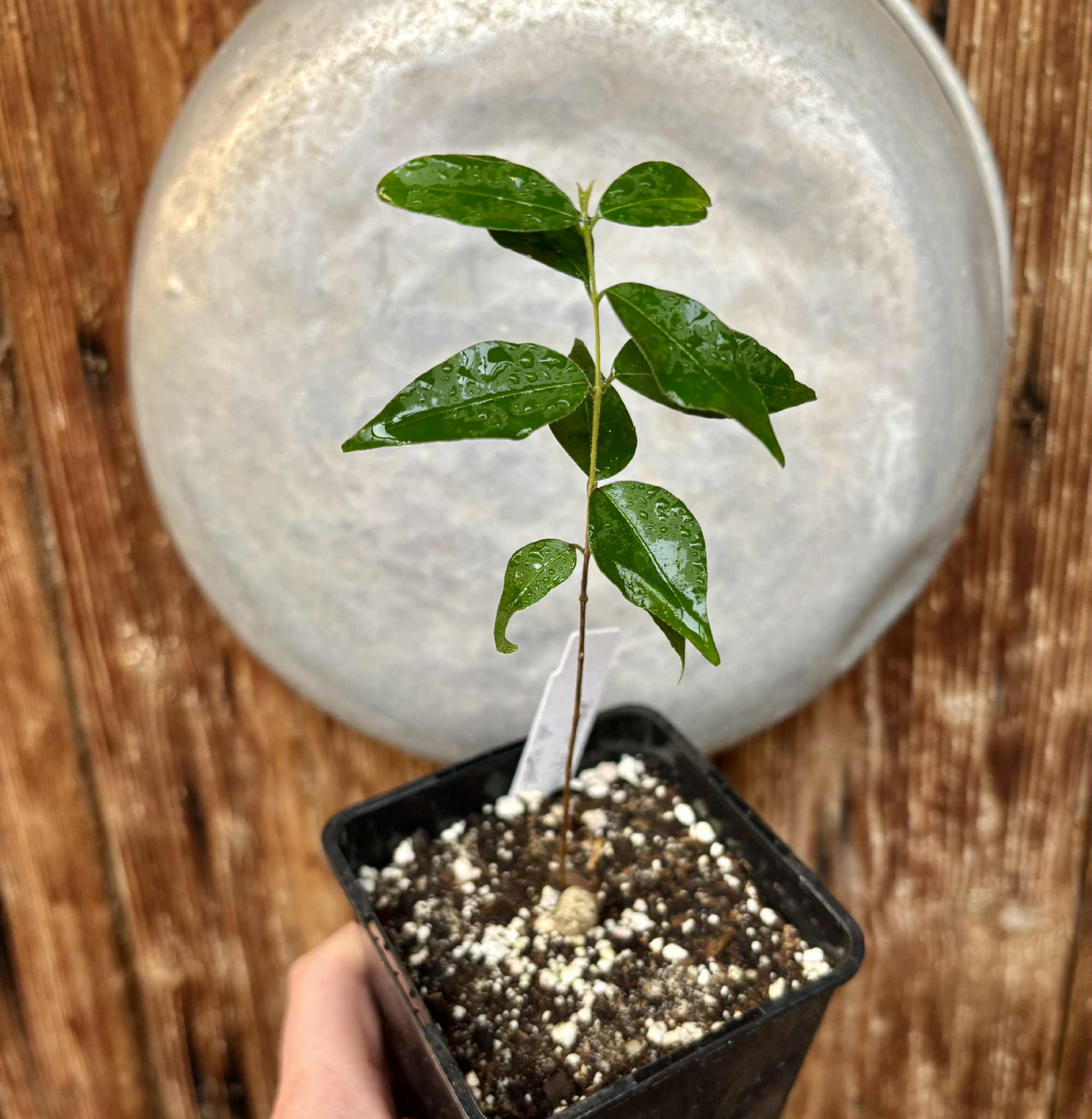 Eugenia sp Guajuba suave -  1 potted seedling / 1 getopfter Sämling