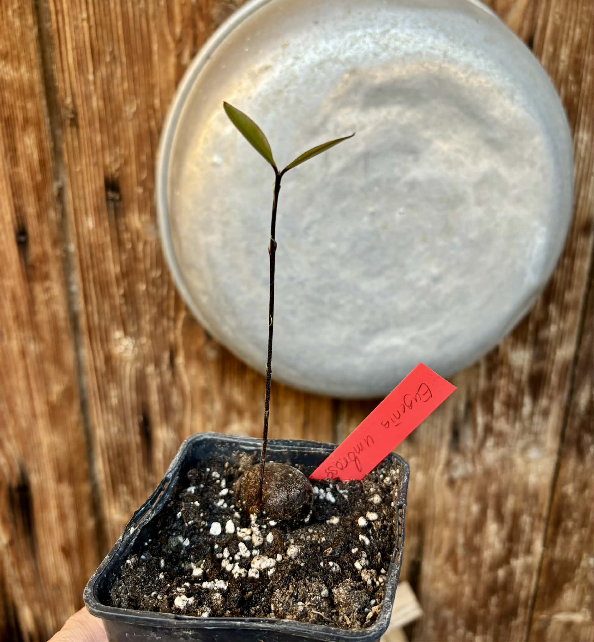 Eugenia umbrosa -  1 potted seedling / 1 getopfter Sämling