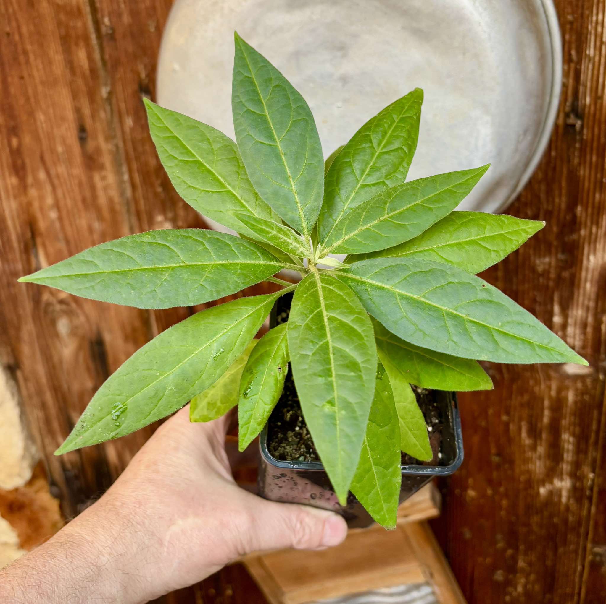 Solanum sp. Mata Escura - 1 potted plant / 1 getopfte Pflanze