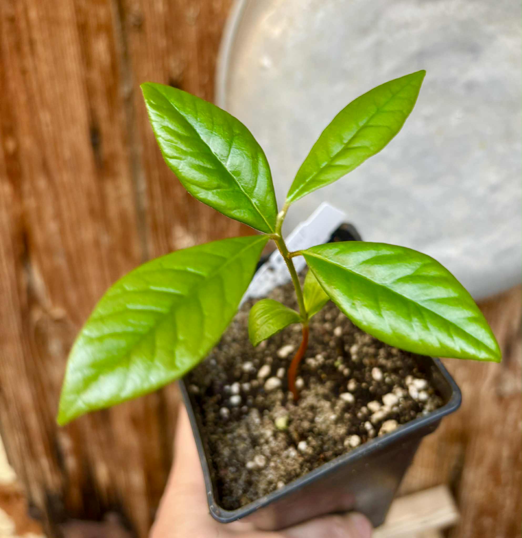 Chrysophyllum januariense  -  1 small potted seedling / 1 kleiner, getopfter Sämling
