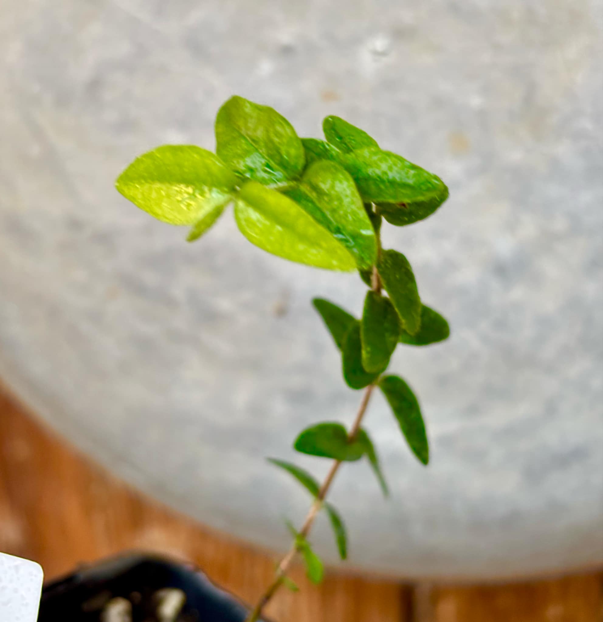 Myrciaria pilosa - 1 small potted seedling / 1 kleiner getopfter Sämling Myrciaria pilosa - 1 small potted seedling / 1 kleiner getopfter Sämling