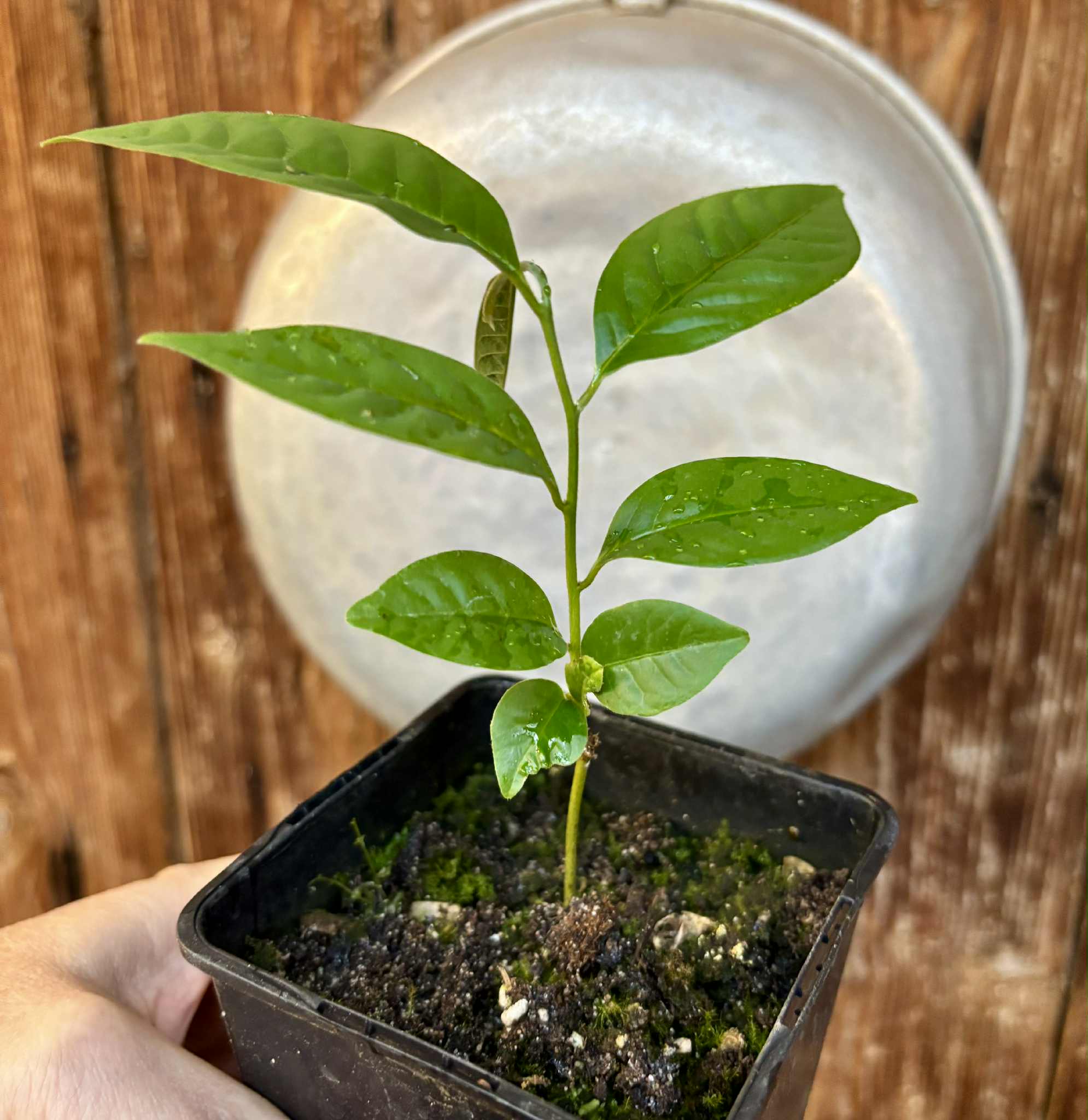 Cymbopetalum brasiliensis - 1 potted seedling / 1 getopfter Sämling