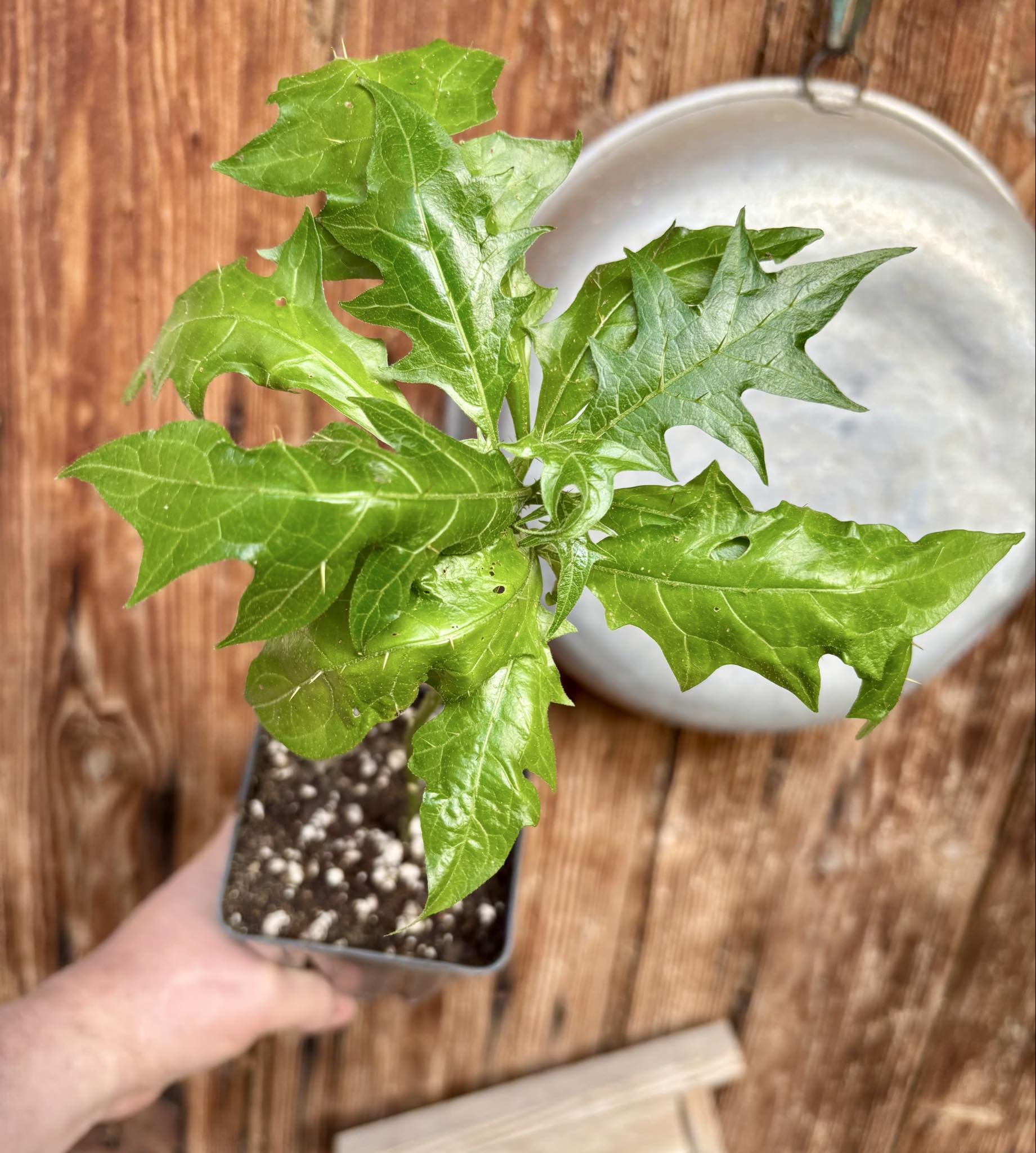 Juá do Jequitinhonha (Solanum schizandrum) - 1 potted seedling / 1 getopfter Sämling