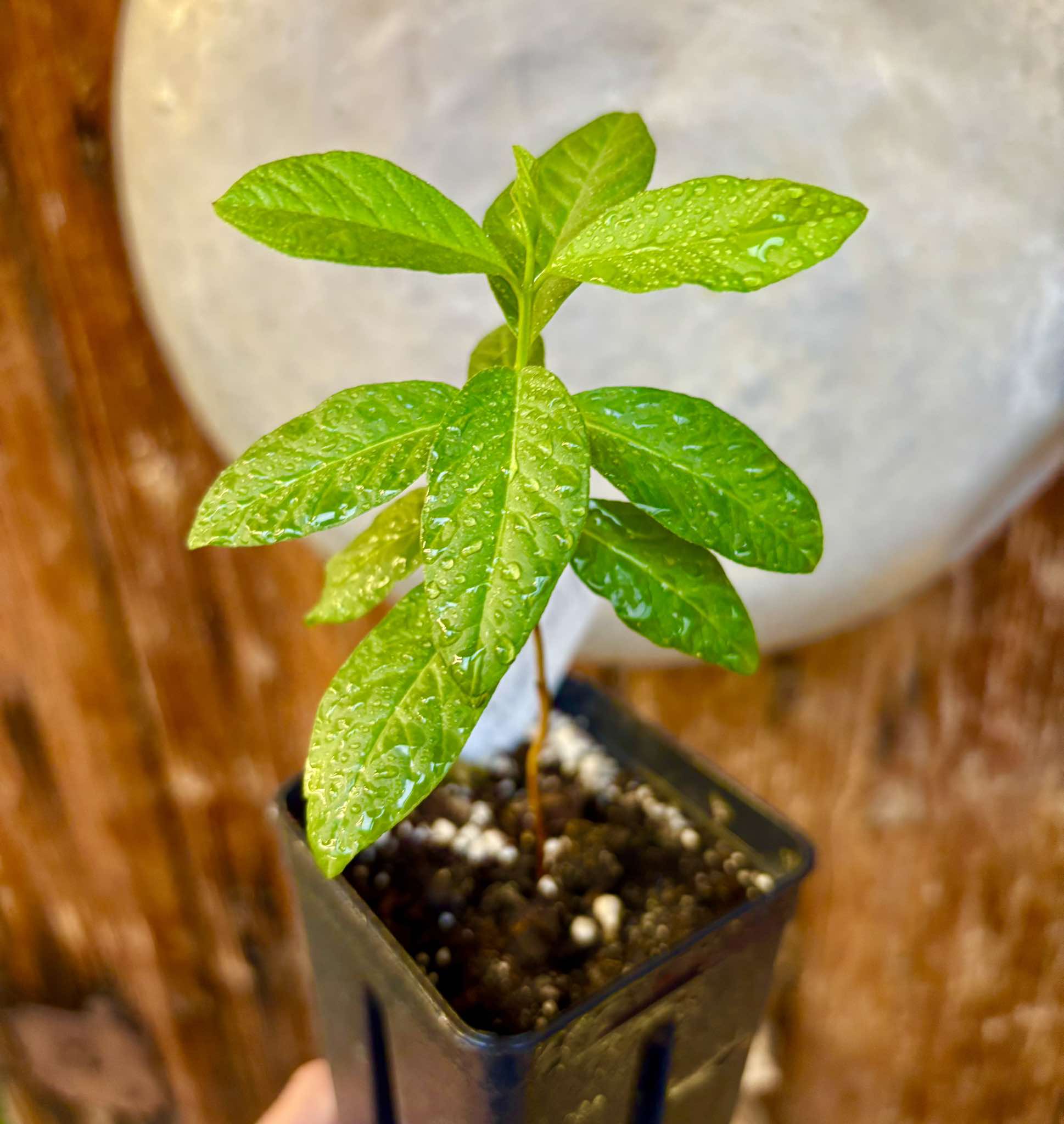 Psidium guajava - Peach - 1 potted plant / 1 getopfte Pflanze 