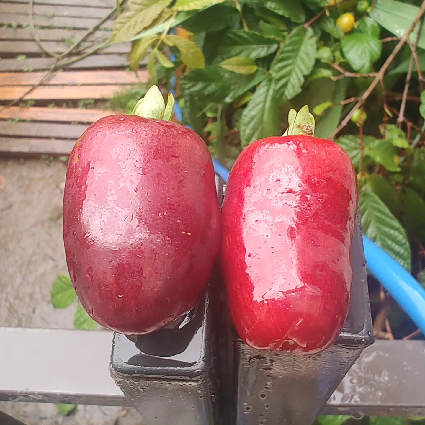 Cherry of Rio Grande var. Gigante (Eugenia involucrata) - 1 fresh seed / 1 frischer Samen
