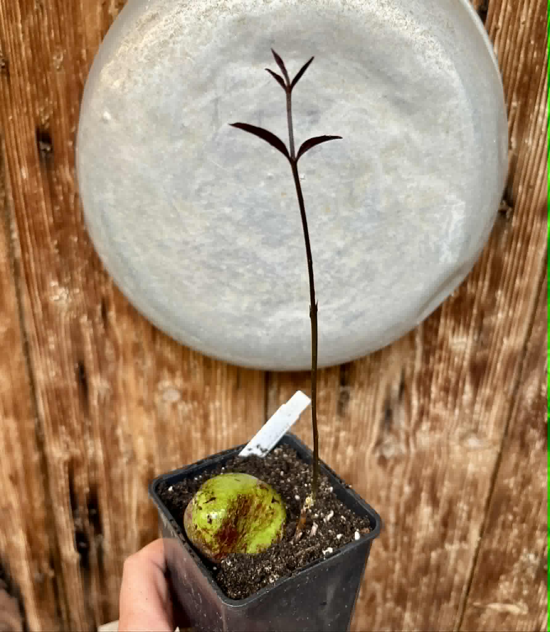 only 1 available - Eugenia sp BIG Conduru -  1 potted plant / 1 getopfte Pflanze