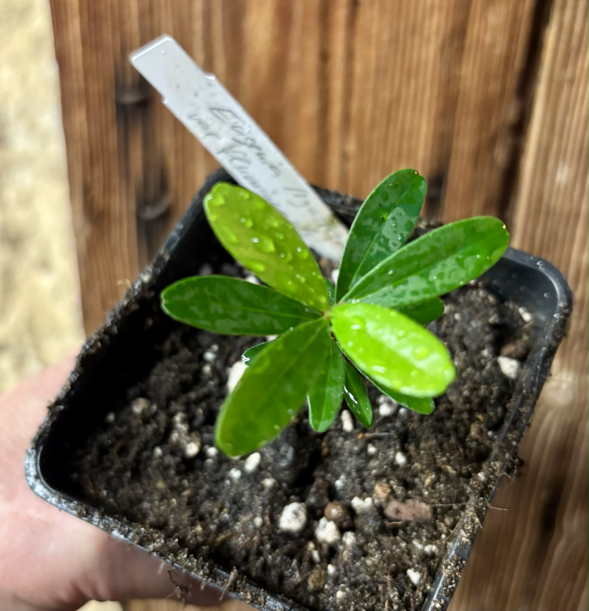 Eugenia ligustrina var. fluminensis - 1 potted seedling / 1 getopfter Sämling