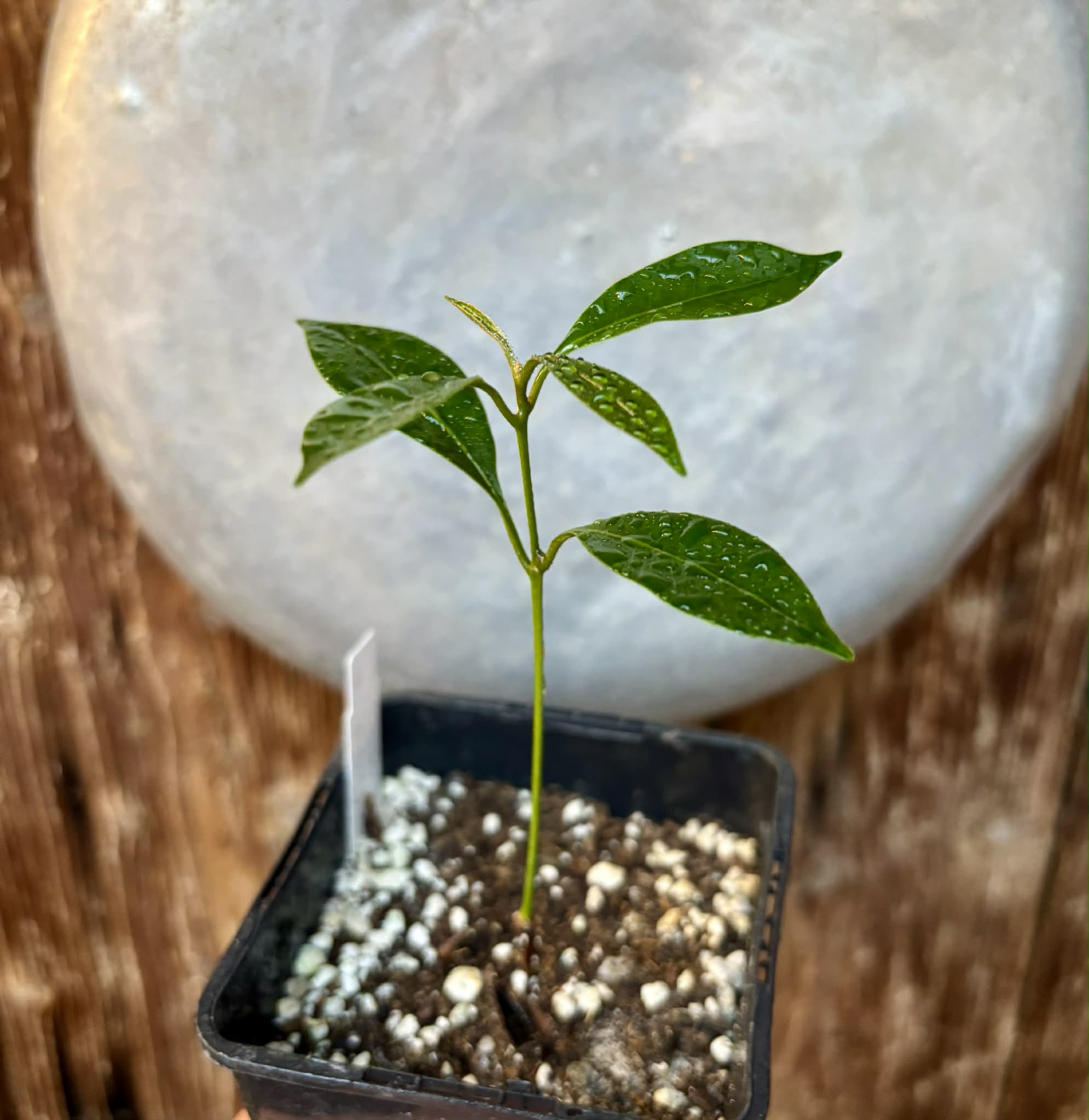 Pouteria aff egregia  -  1 potted seedling / 1 getopfter Sämling