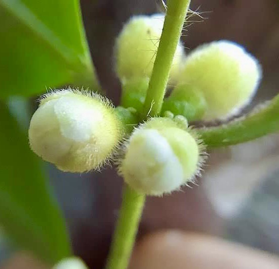 Myrciaria sp Nordestina - 1 germinated seed / 1 gekeimter Samen