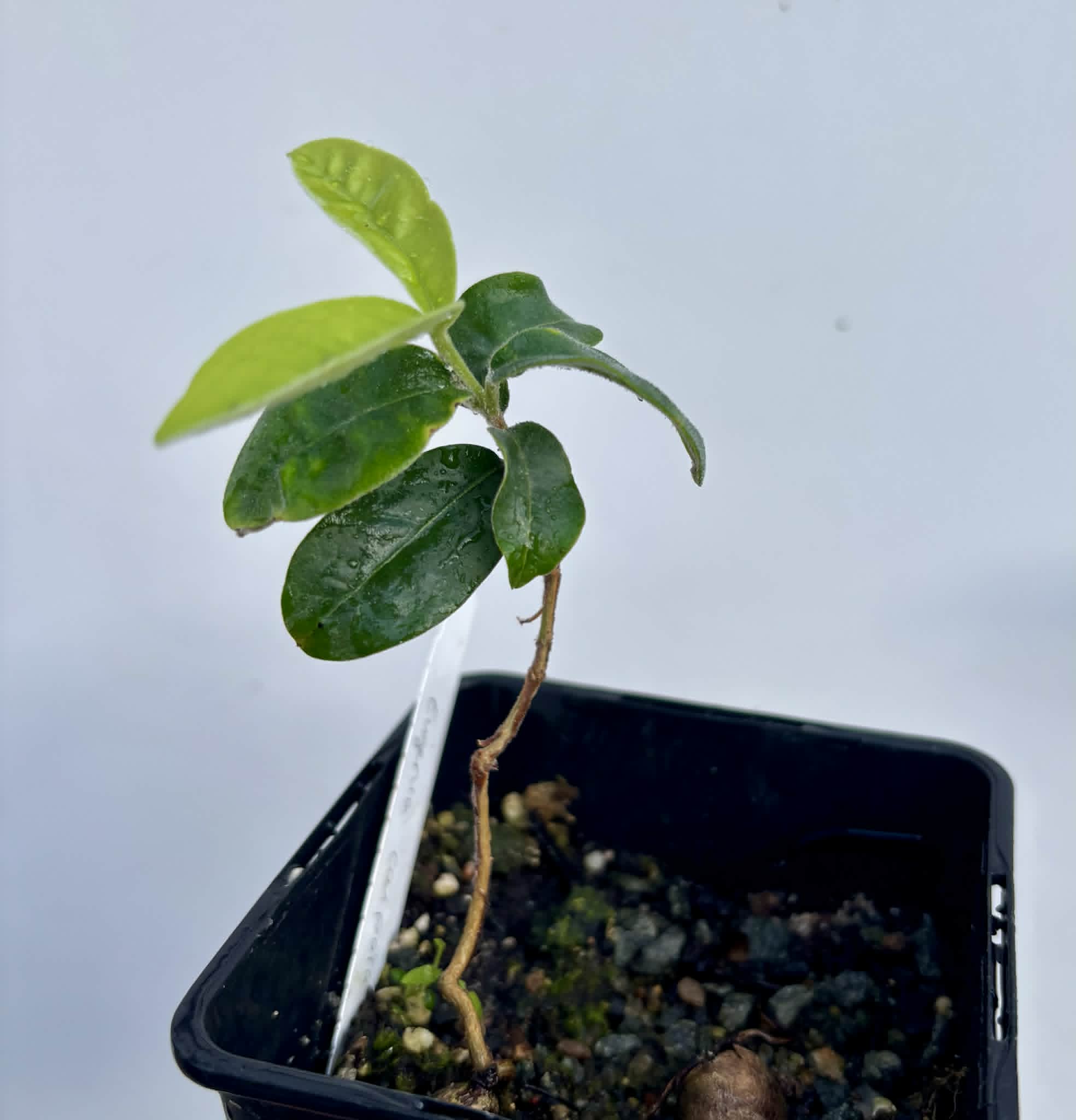 Eugenia caipora BIG -  1 potted plant / 1 getopfte Pflanze