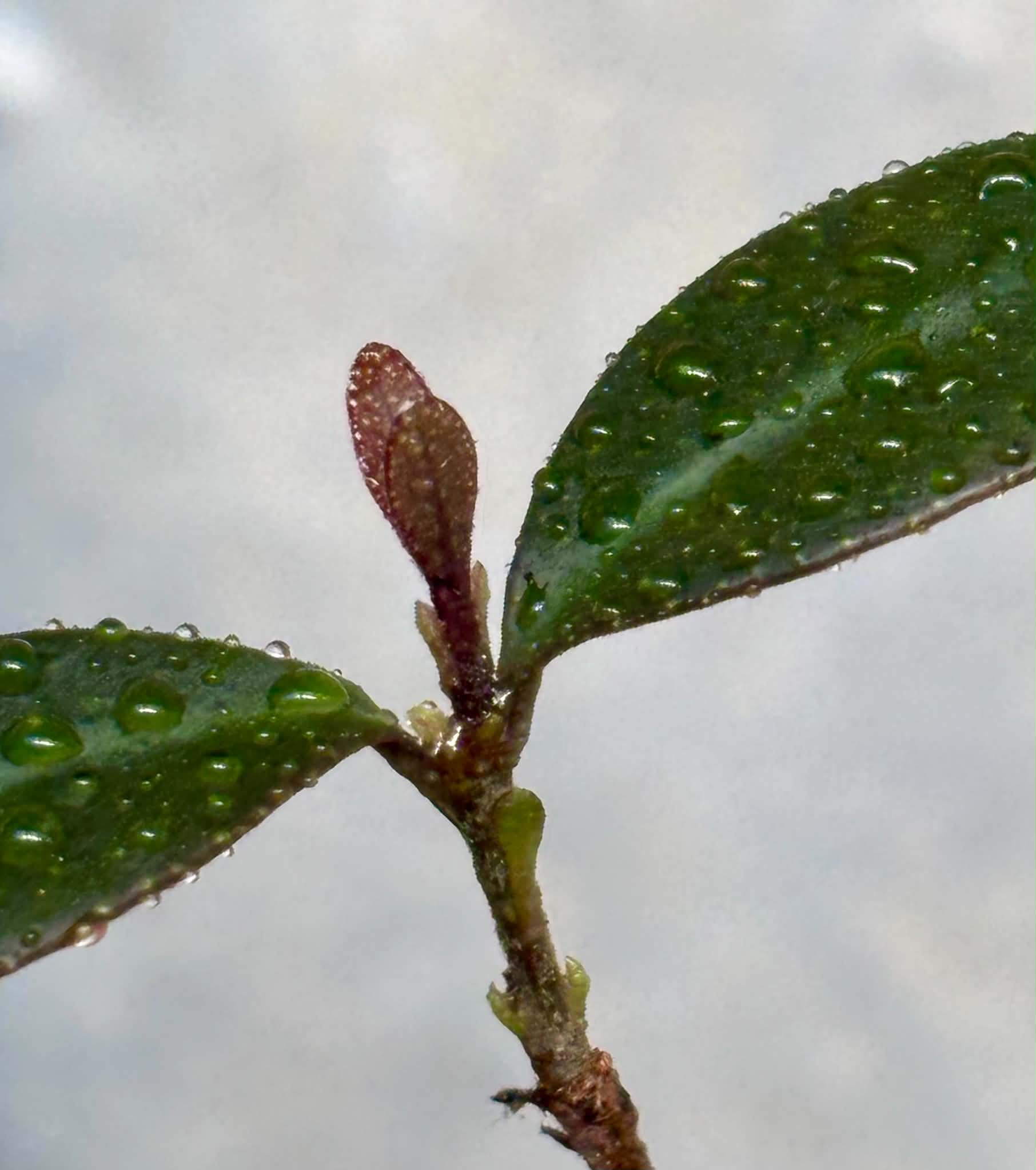 Eugenia sp Pindoca - 1 potted seedling / 1 getopfter Sämling
