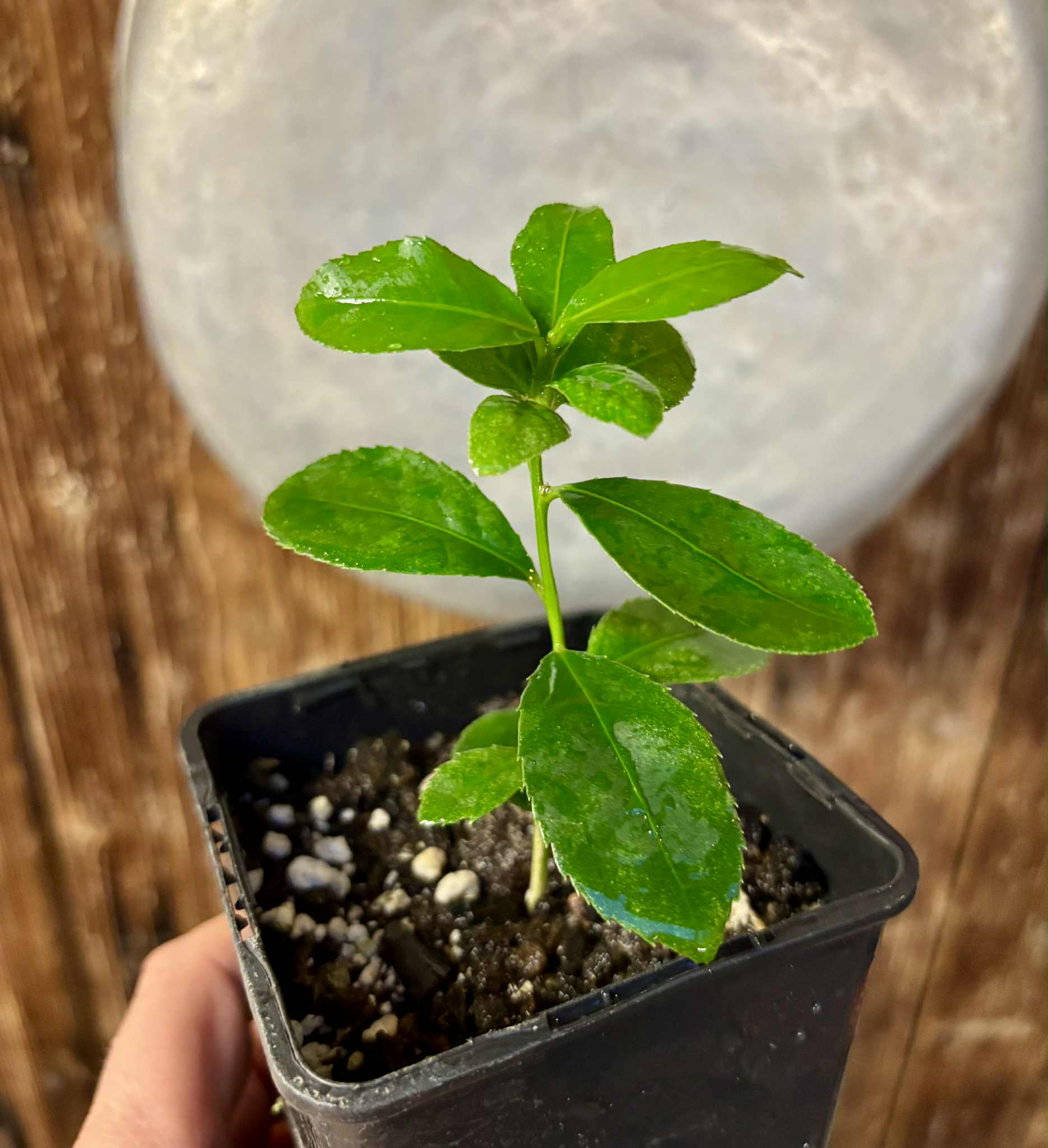 last seedling - Siphonodon celastrineus  - 1 potted plant / 1 getopfte Pflanze