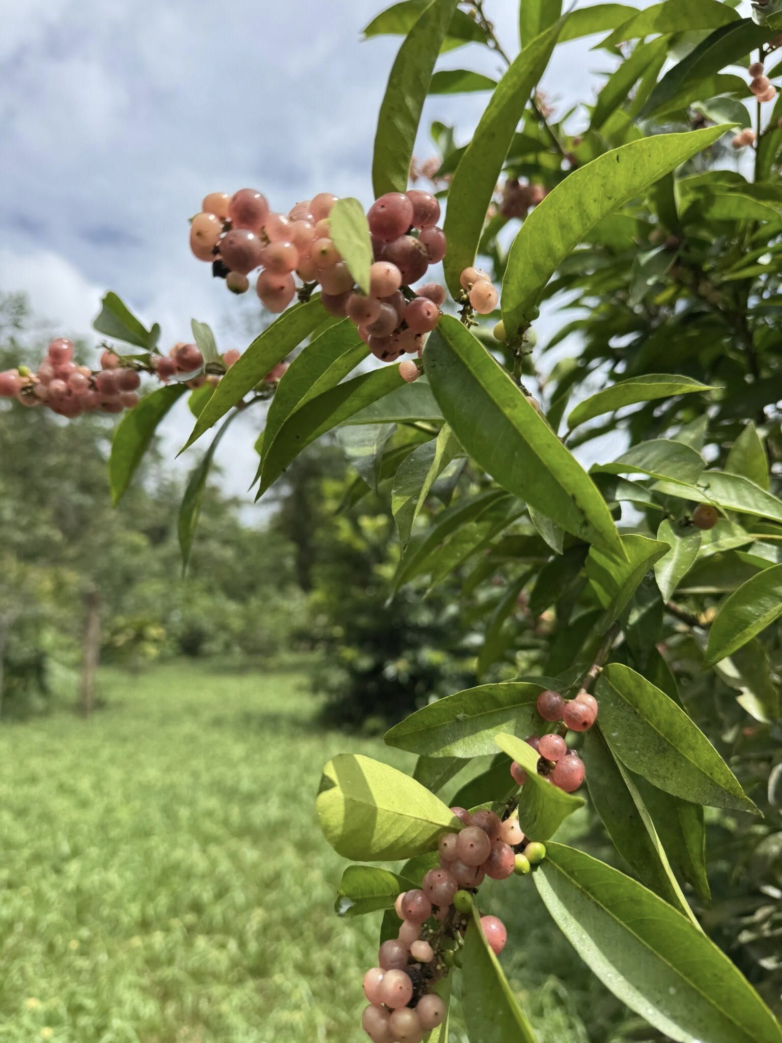 3 plants in 1 pot - Glycosmis pentaphylla - Orangeberry -  1 small seedling / 1 kleiner Sämling