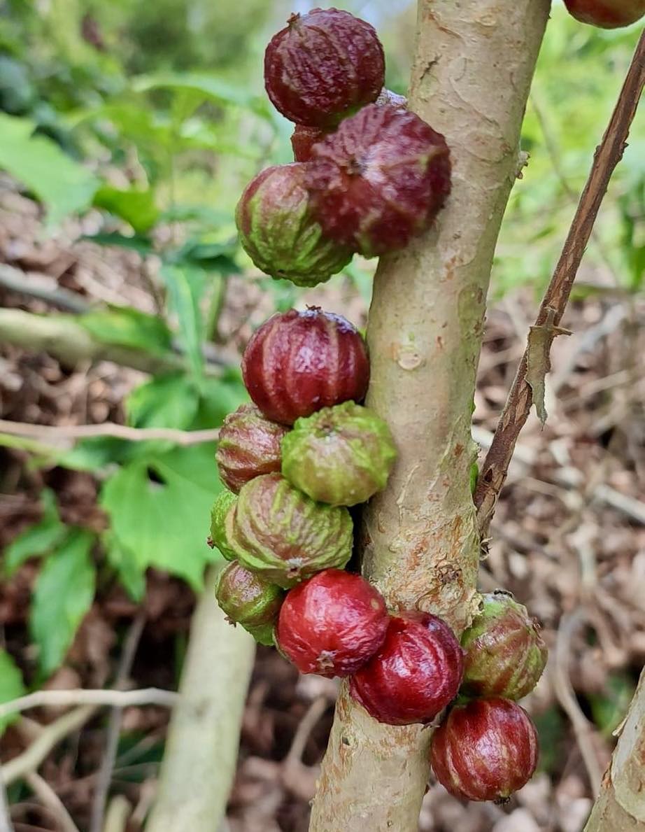 Jaboticaba - Plinia sp T13 - Phitrantha Pink Rosa x unknown Plinia - 1 small potted plant / 1 kleine getopfte Pflanze