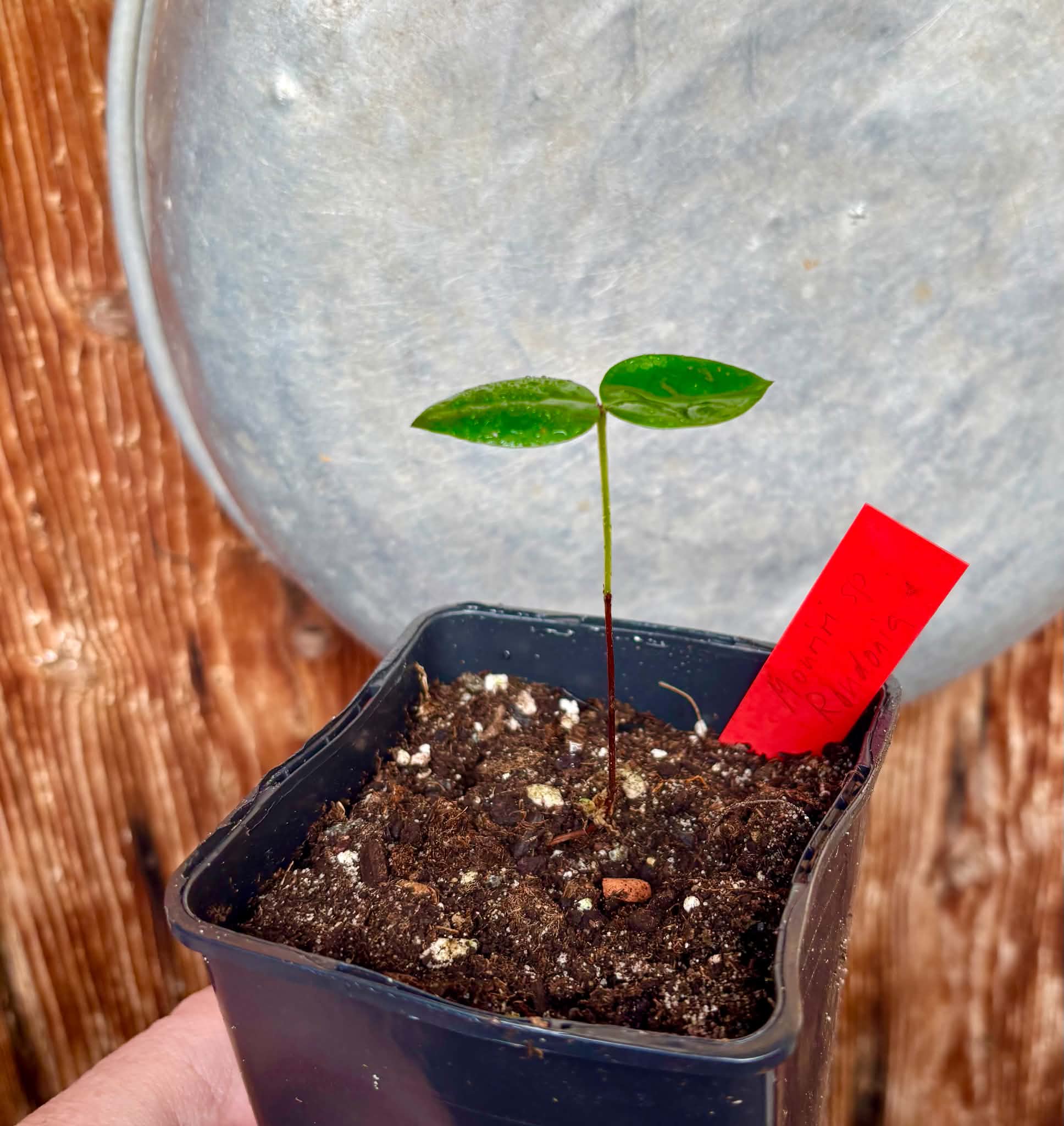 Mouriri sp Rondonia - 1 potted seedling / 1 getopfter Sämling