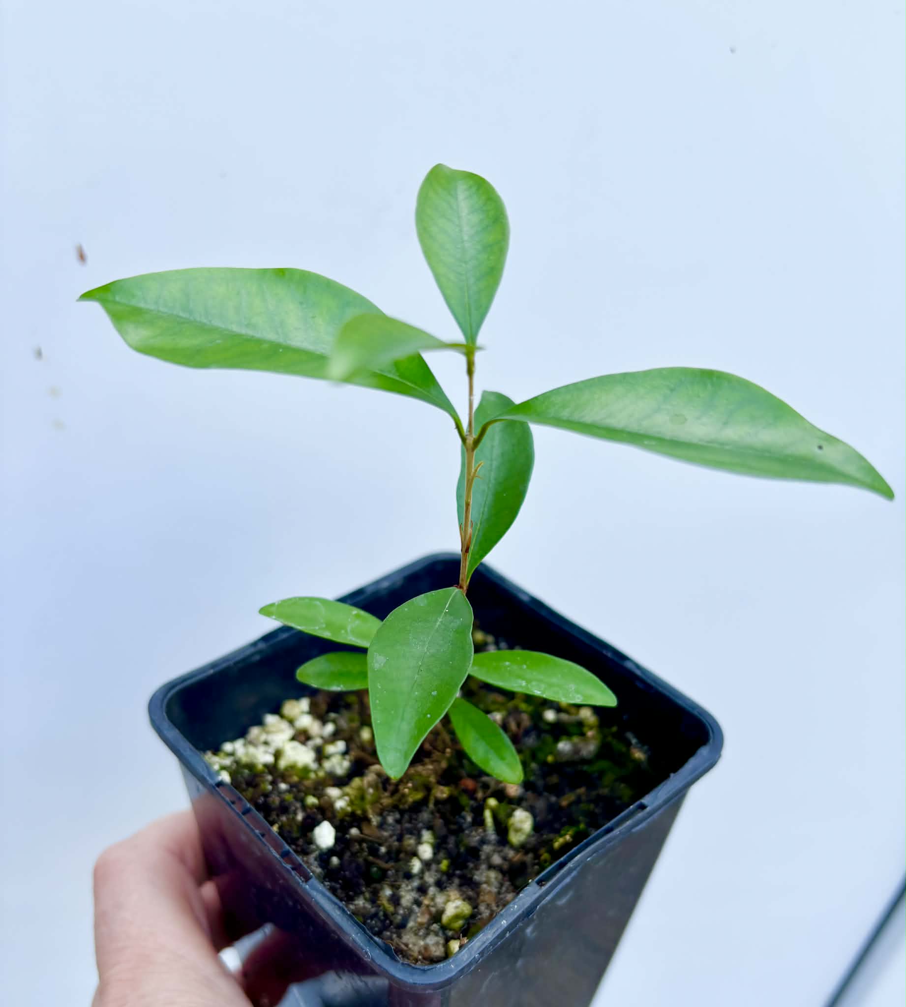 Eugenia sp Nova Rio Guari - 1 potted seedling / 1 getopfter Sämling