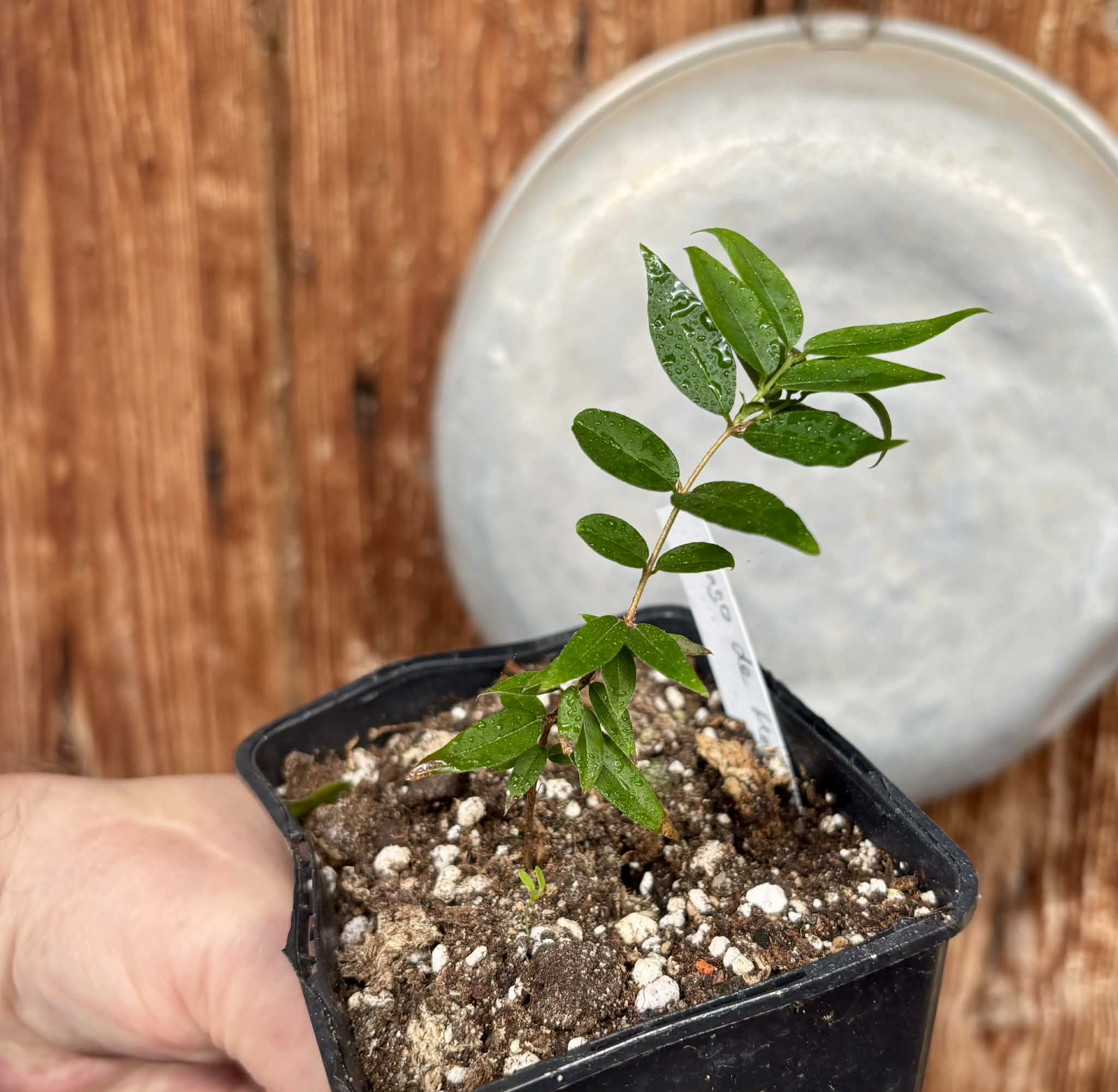 Jaboticaba - Plinia sp Pingo de Mel (Vilela A3) -  1 potted seedling / 1  getopfter Sämling
